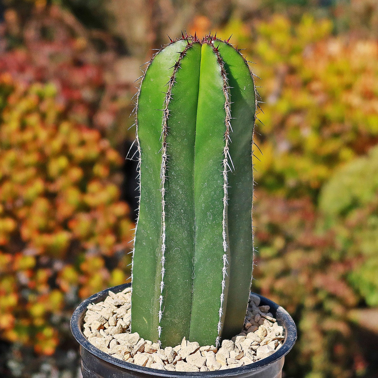 Mexican Fence Post Cactus 'Pachycereus marginatus'
