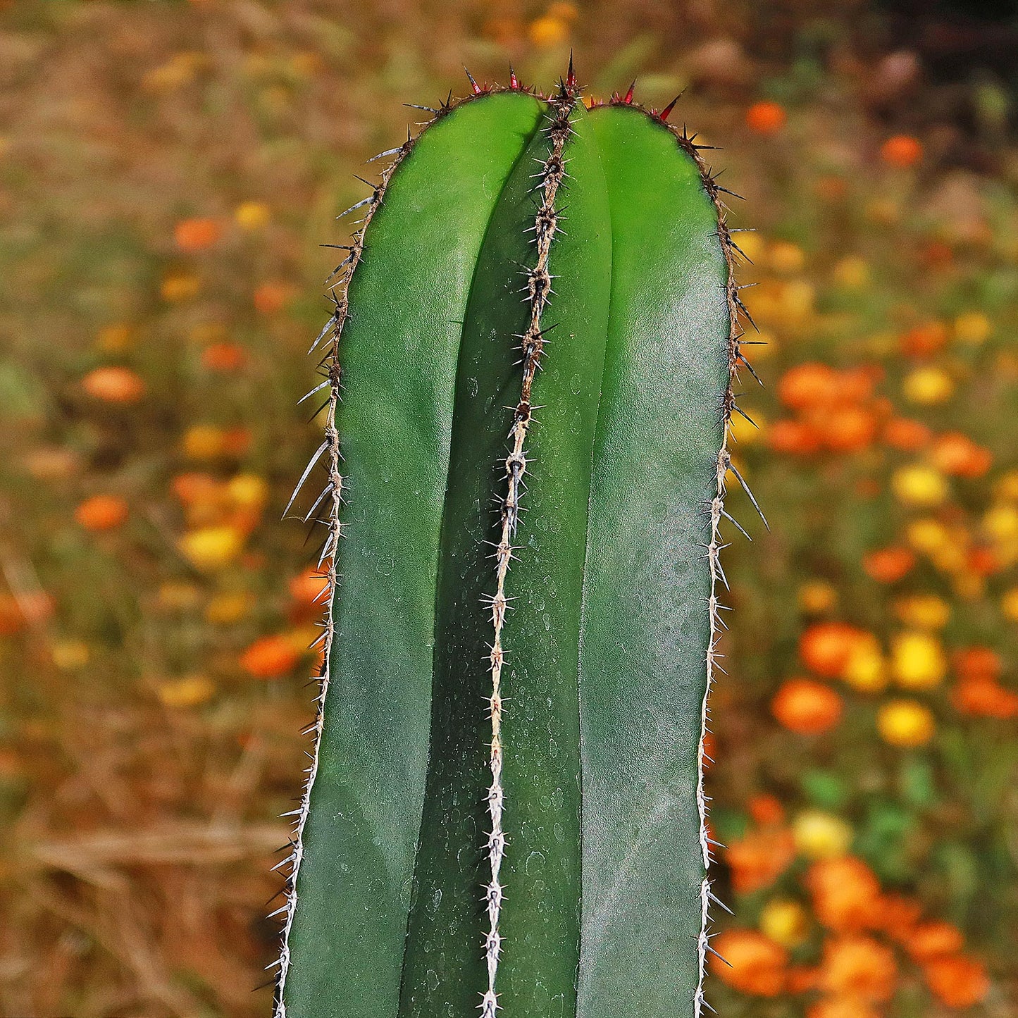 Mexican Fence Post Cactus 'Pachycereus marginatus'
