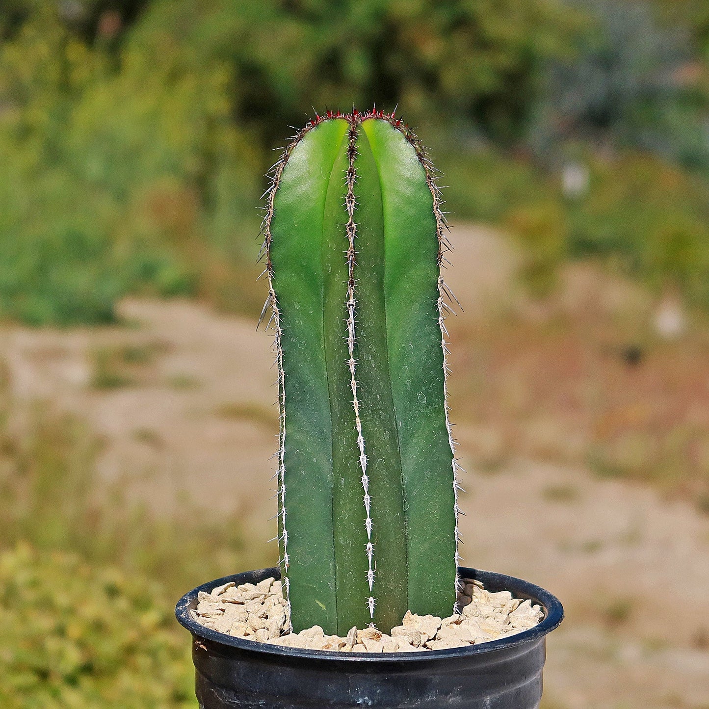 Mexican Fence Post Cactus 'Pachycereus marginatus'