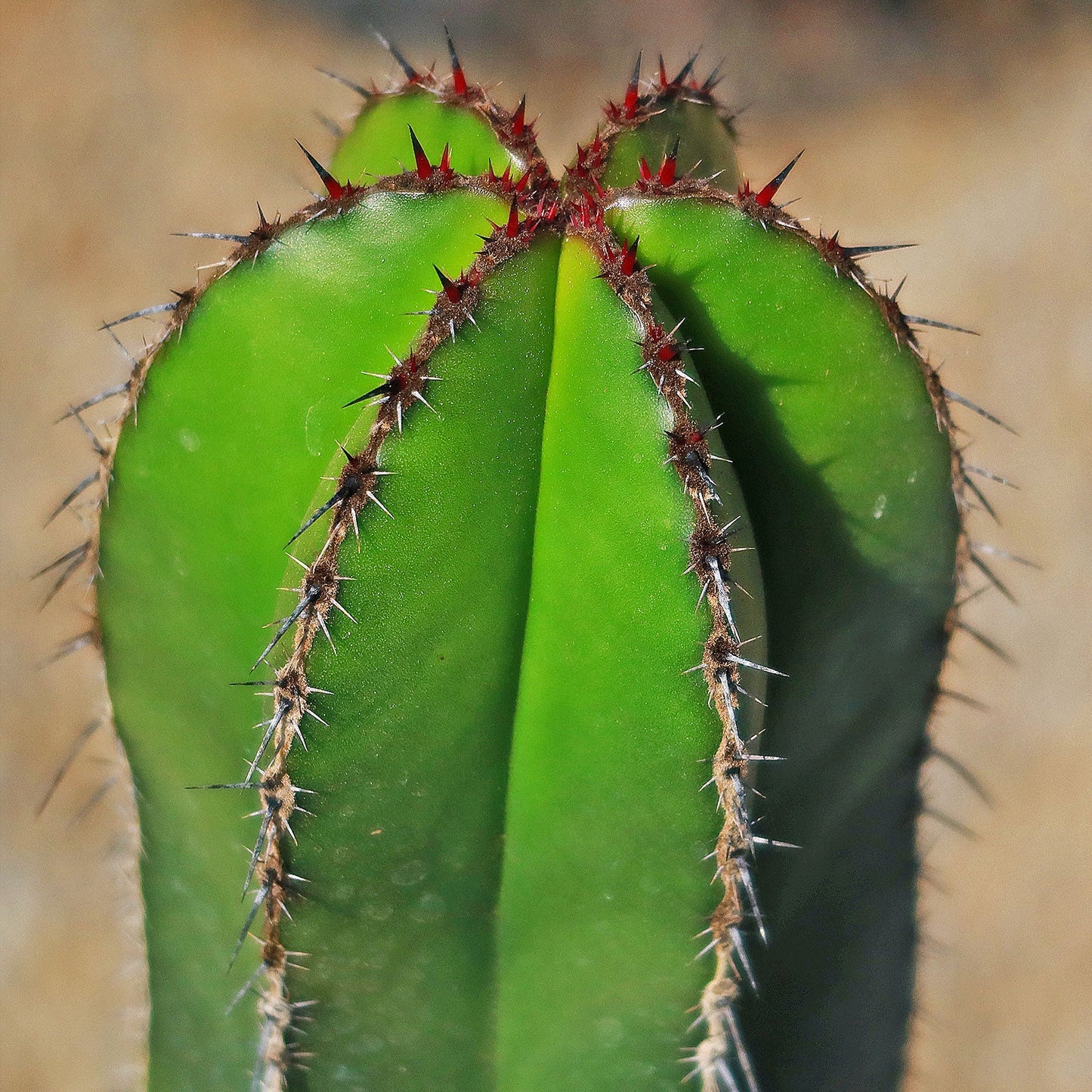 Mexican Fence Post Cactus 'Pachycereus marginatus'
