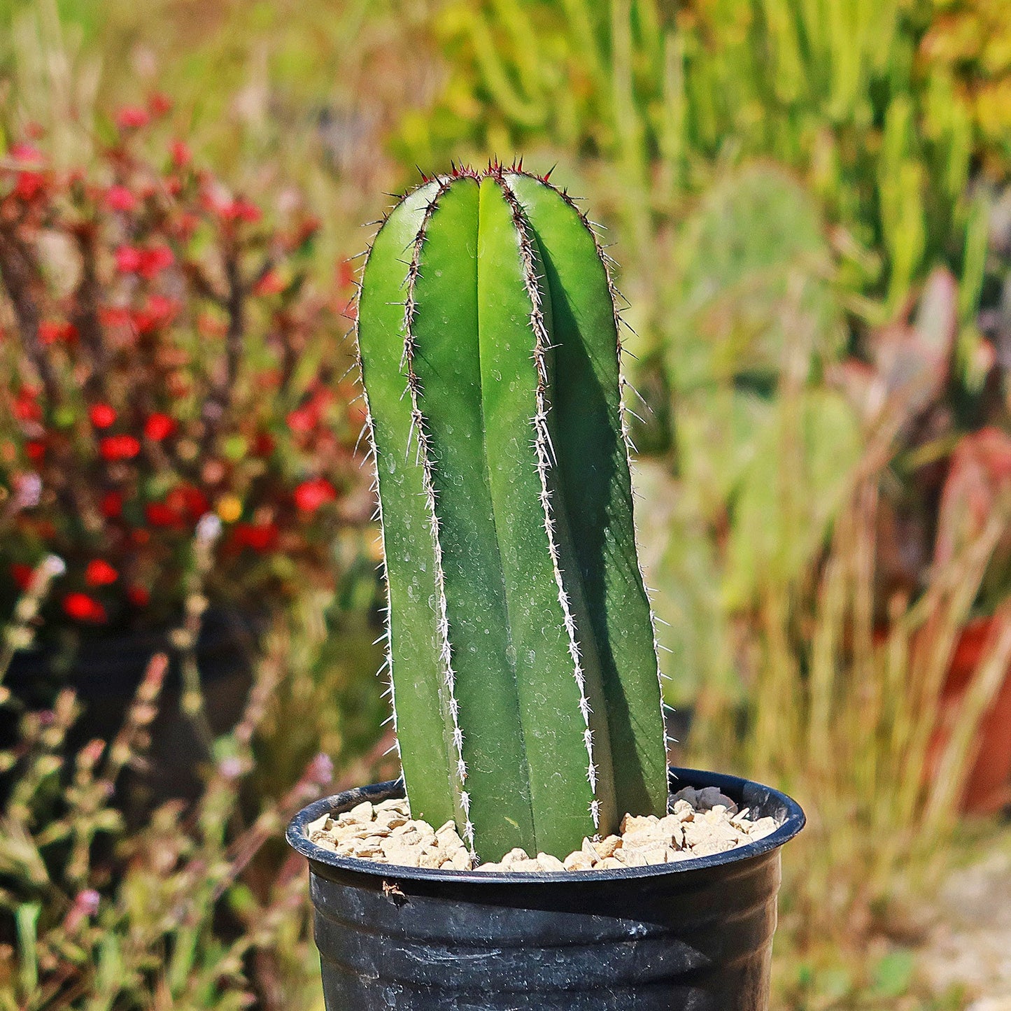 Mexican Fence Post Cactus 'Pachycereus marginatus'