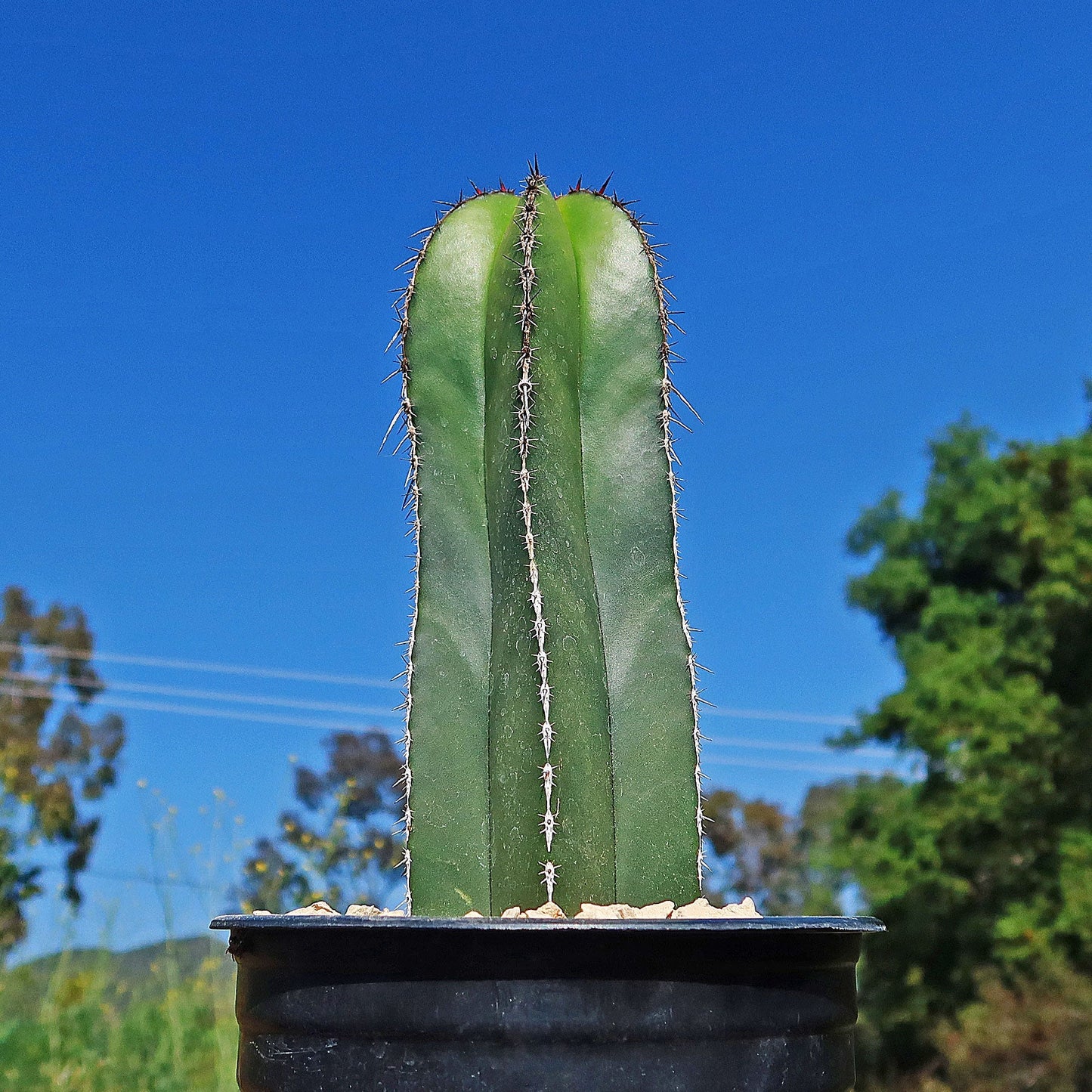 Mexican Fence Post Cactus 'Pachycereus marginatus'