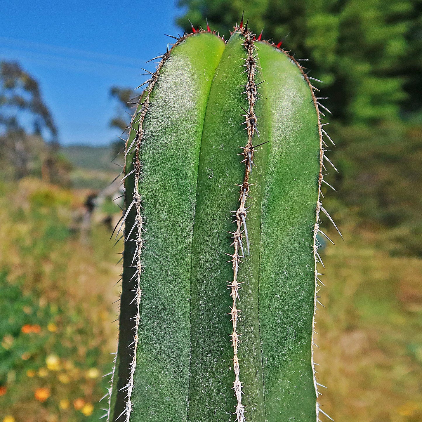 Mexican Fence Post Cactus 'Pachycereus marginatus'