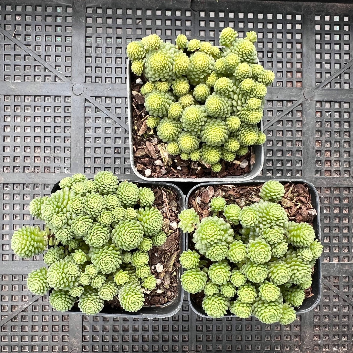 Monanthes polyphylla