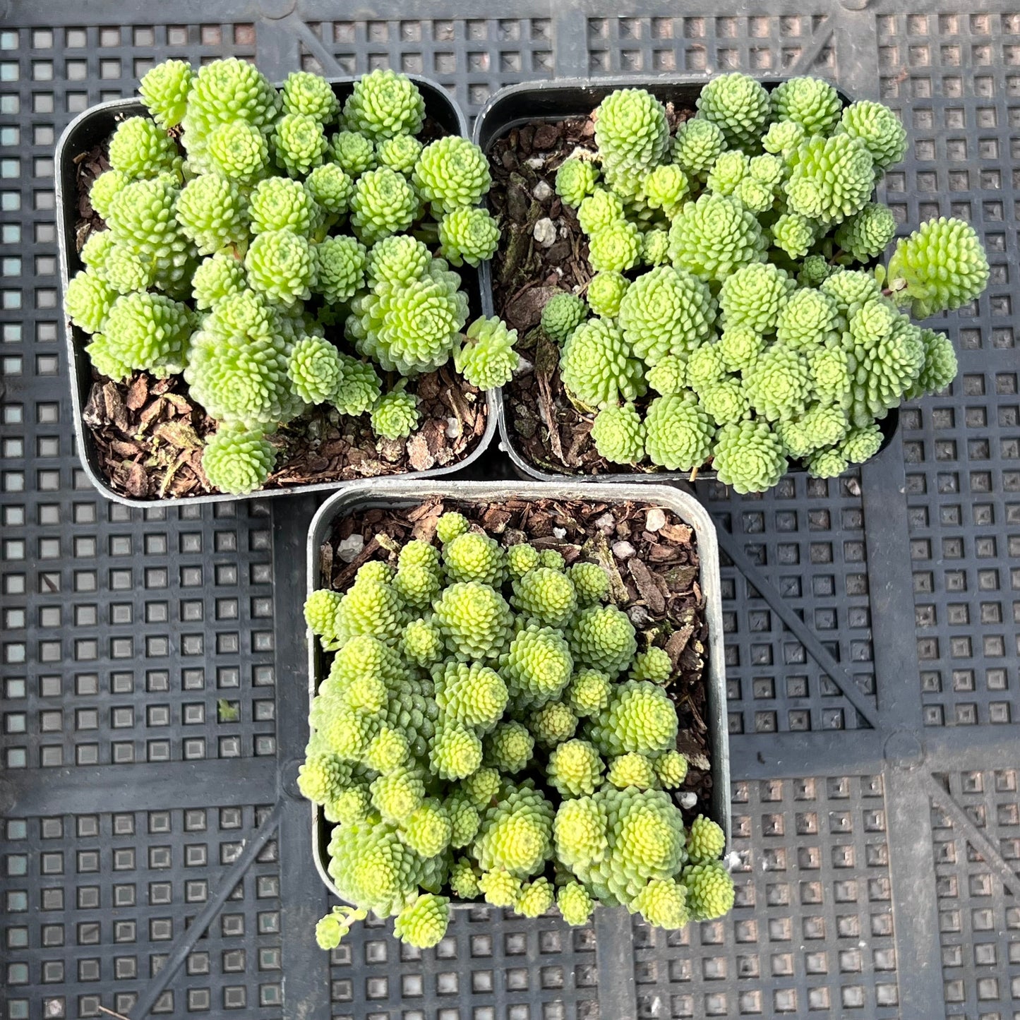 Monanthes polyphylla