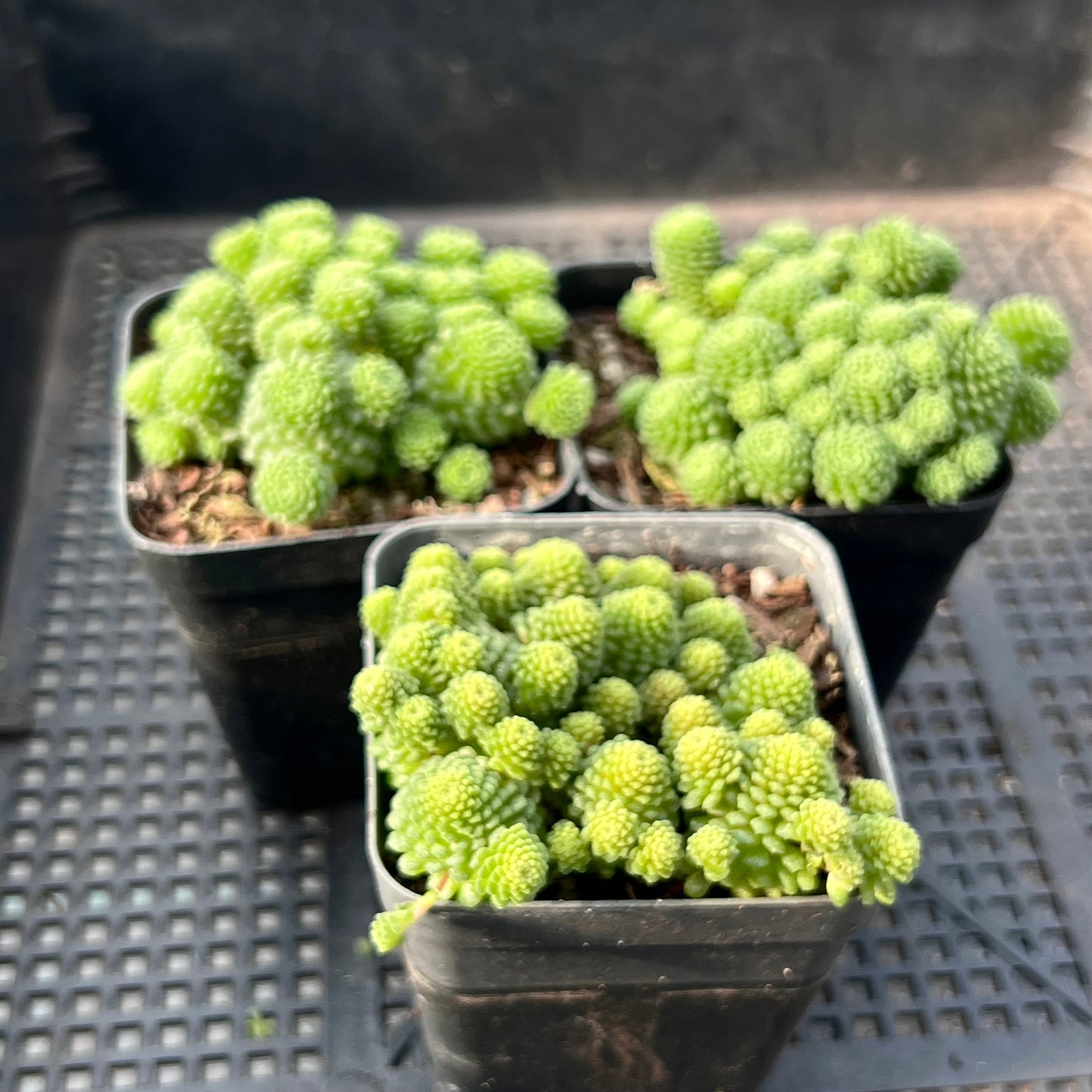 Monanthes polyphylla
