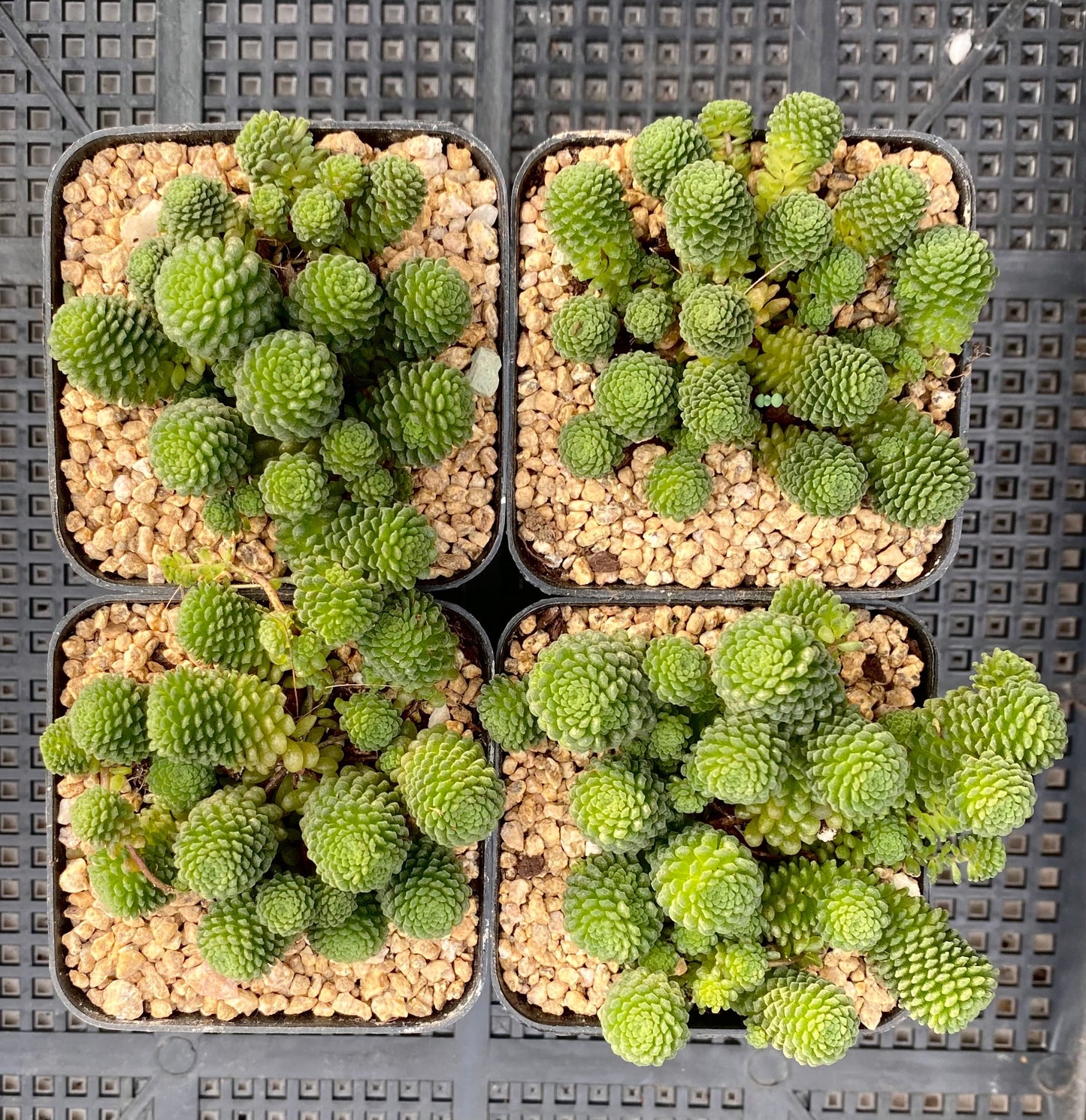 Monanthes polyphylla