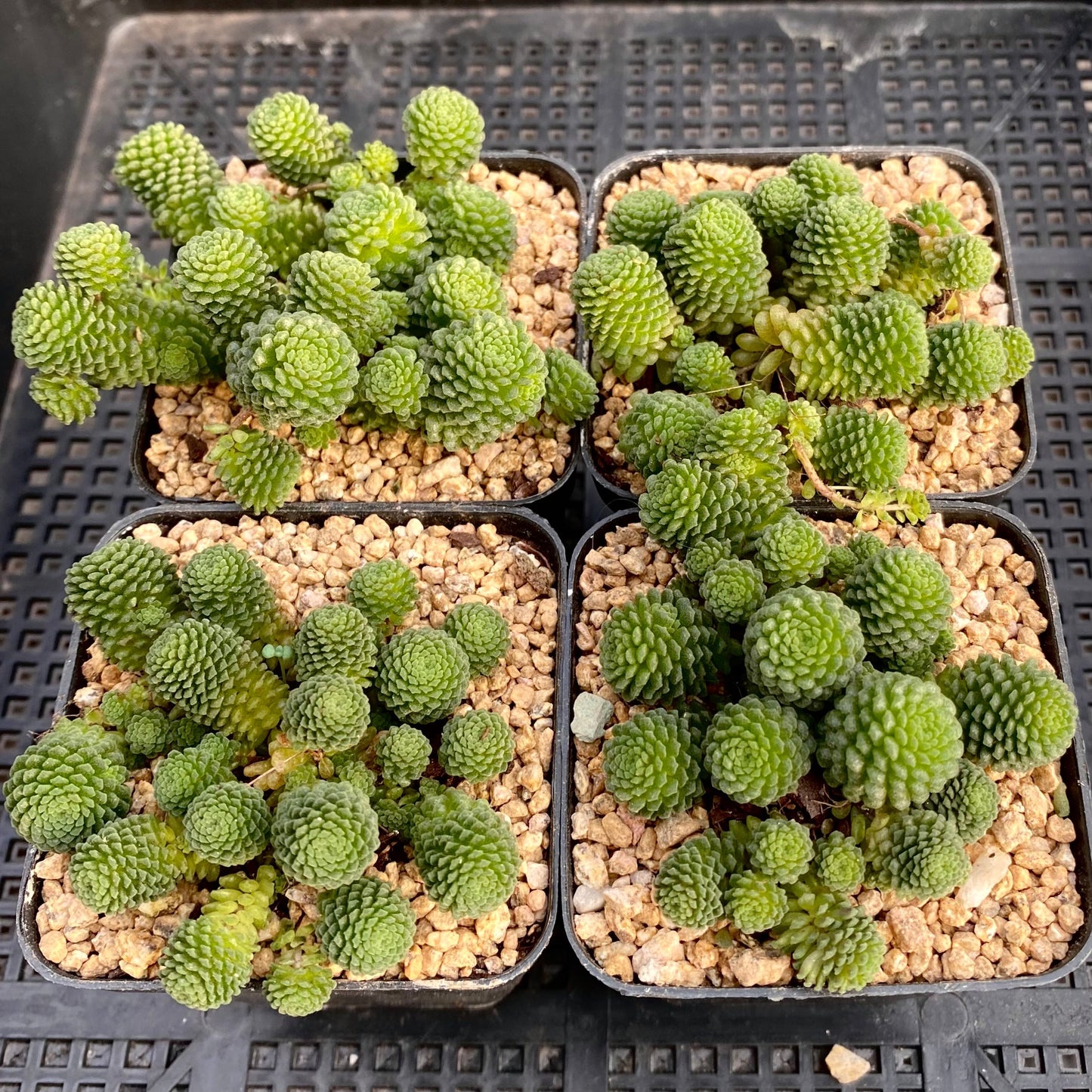 Monanthes polyphylla