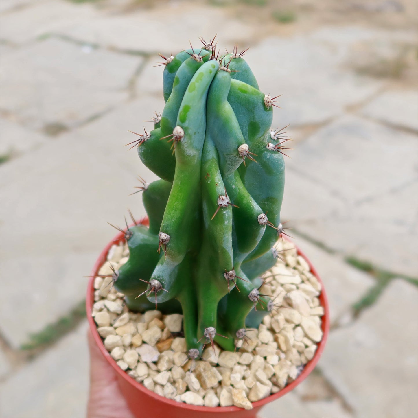 Monstrose Apple Cactus 'Cereus peruvianus monstrose'