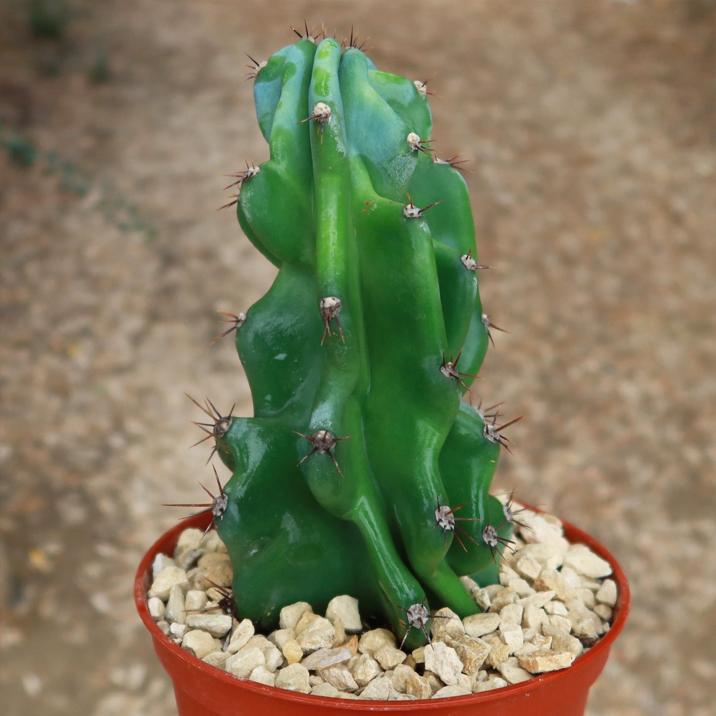 Monstrose Apple Cactus 'Cereus peruvianus monstrose'