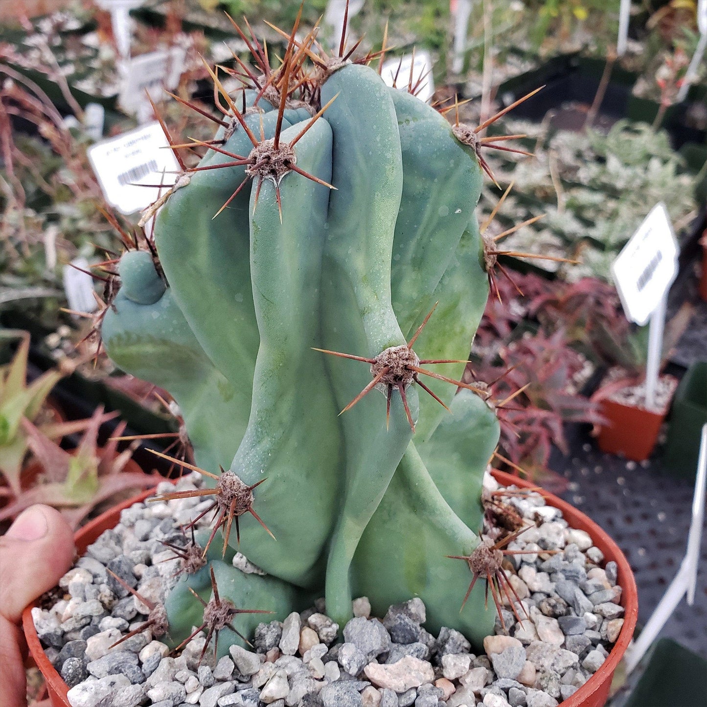 Monstrose Apple Cactus 'Cereus peruvianus monstrose'