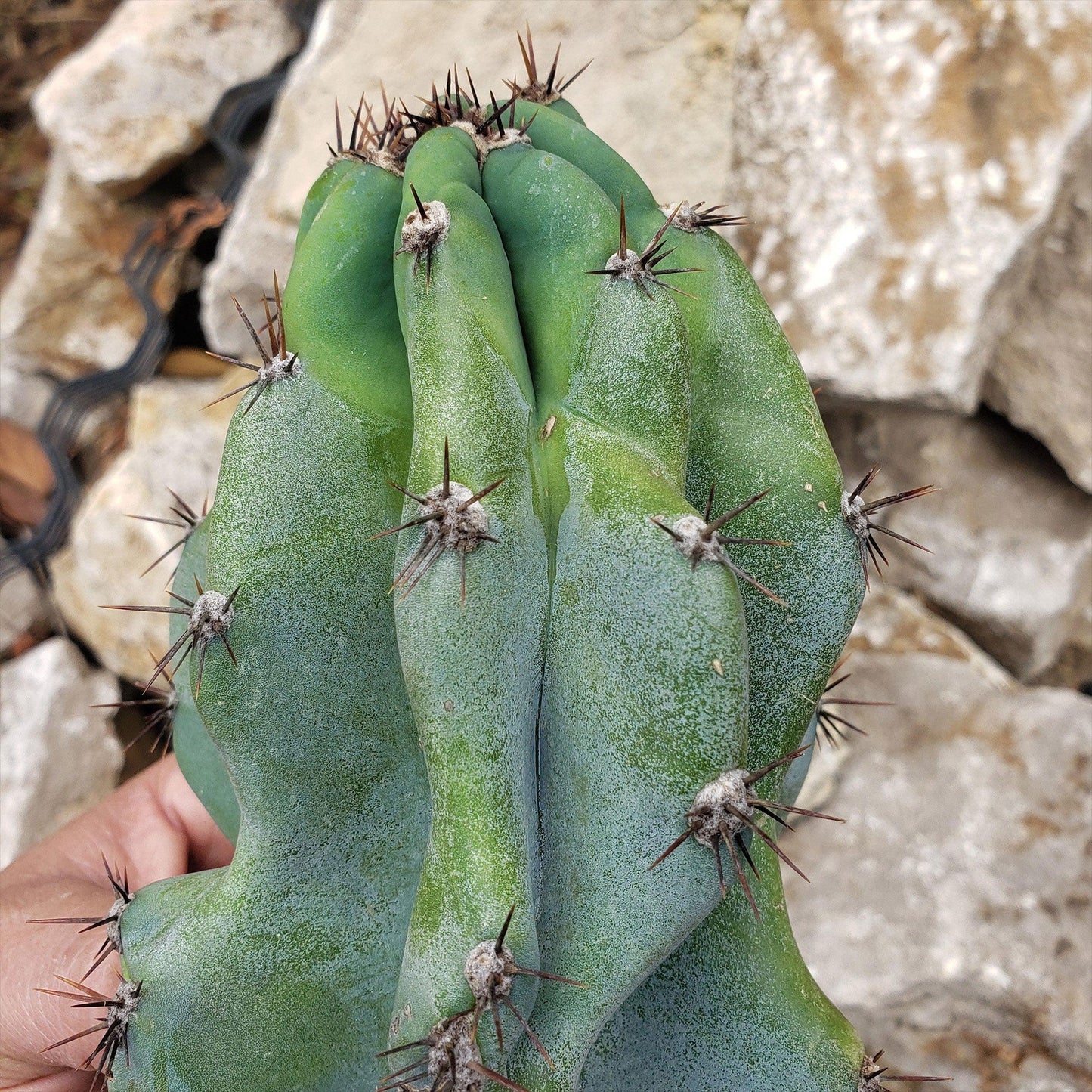 Monstrose Apple Cactus 'Cereus peruvianus monstrose'