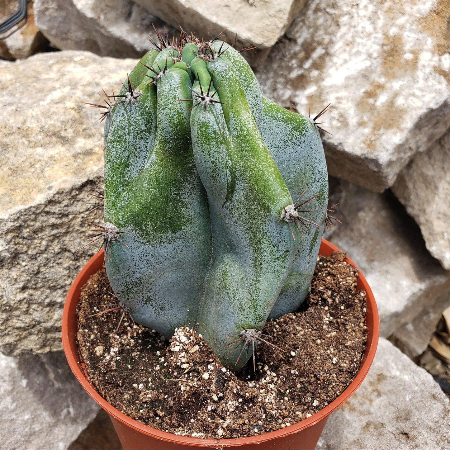 Monstrose Apple Cactus 'Cereus peruvianus monstrose'