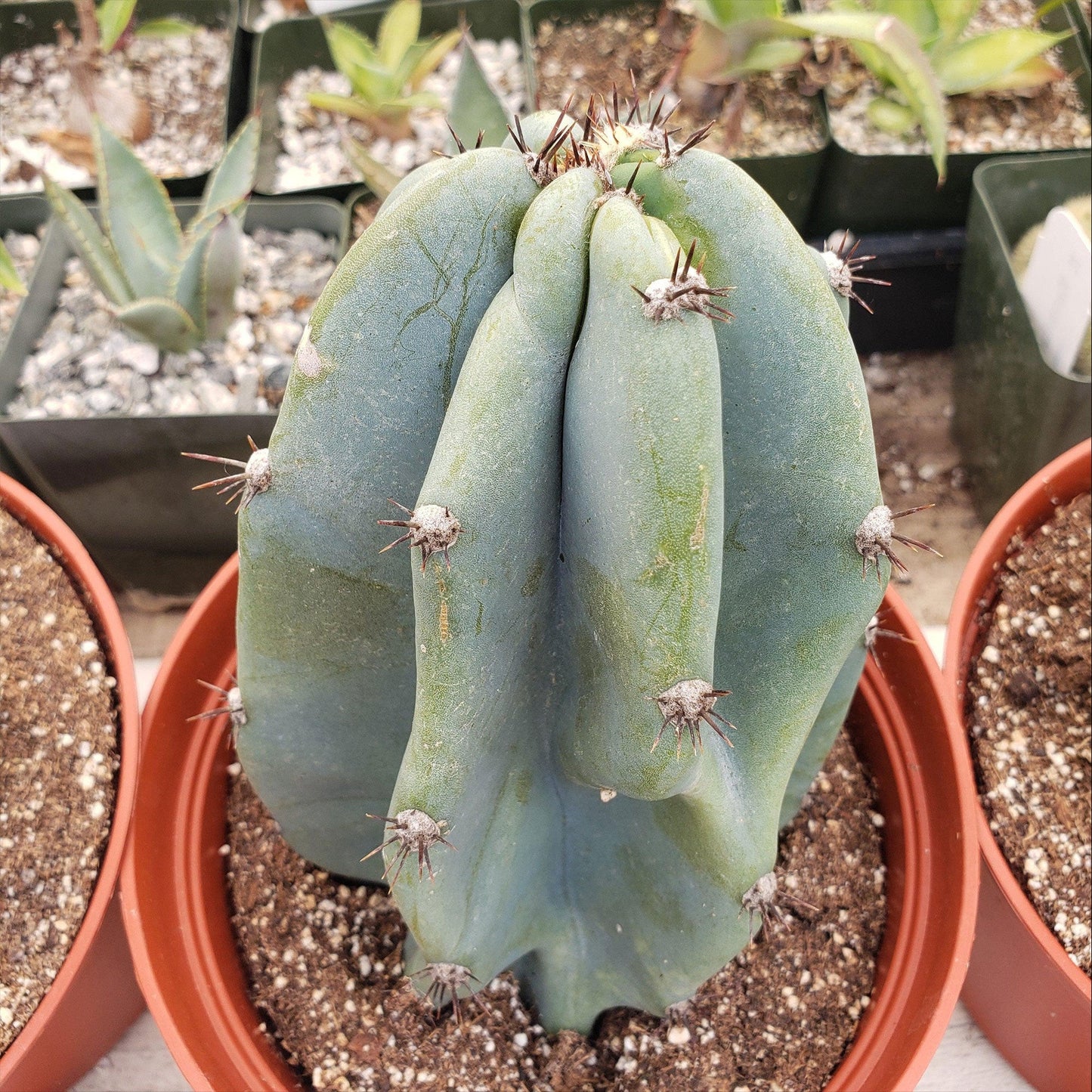 Monstrose Apple Cactus 'Cereus peruvianus monstrose'
