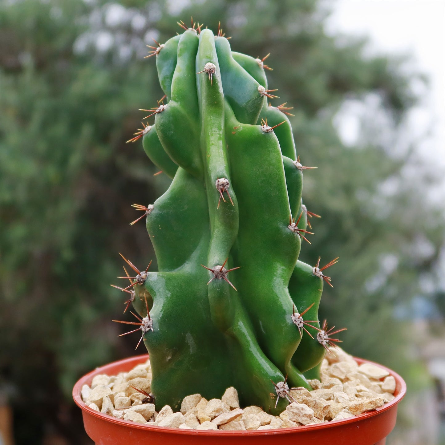 Monstrose Apple Cactus 'Cereus peruvianus monstrose'