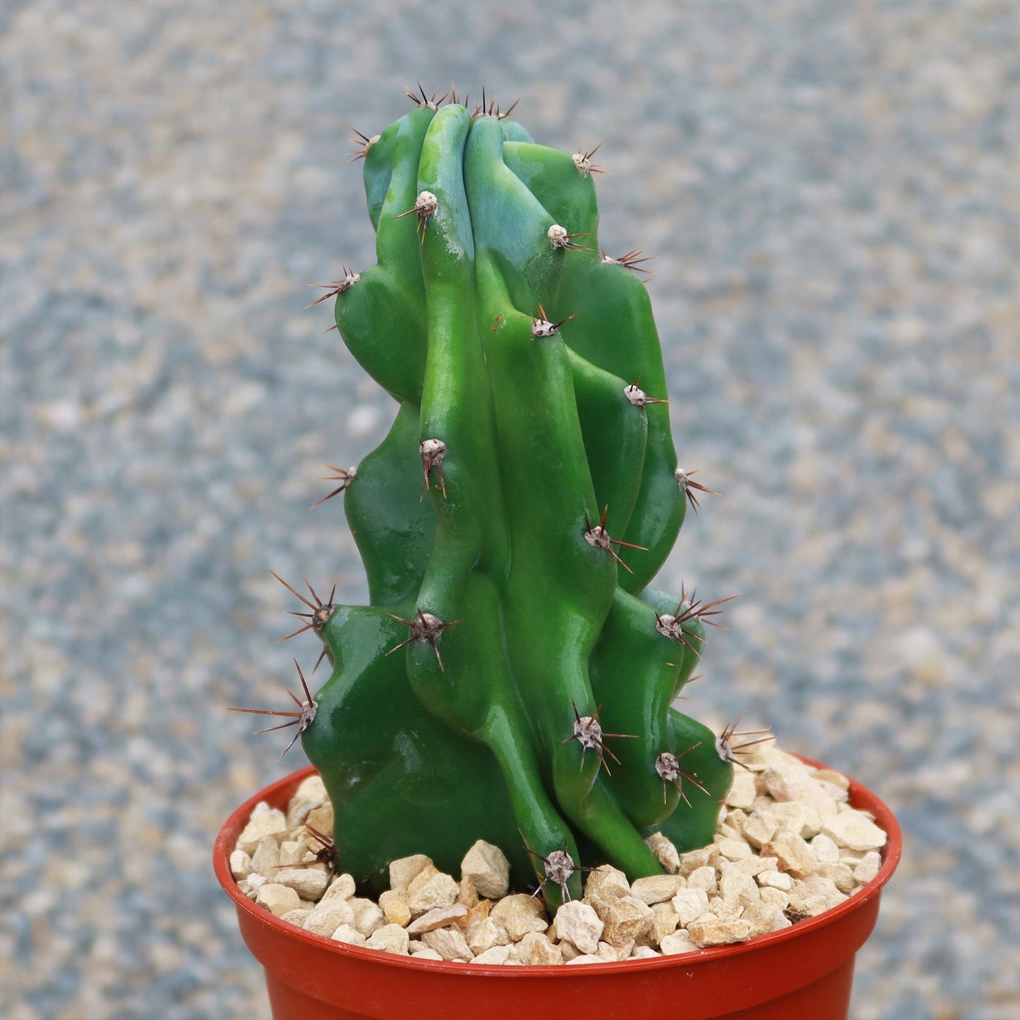 Monstrose Apple Cactus 'Cereus peruvianus monstrose'