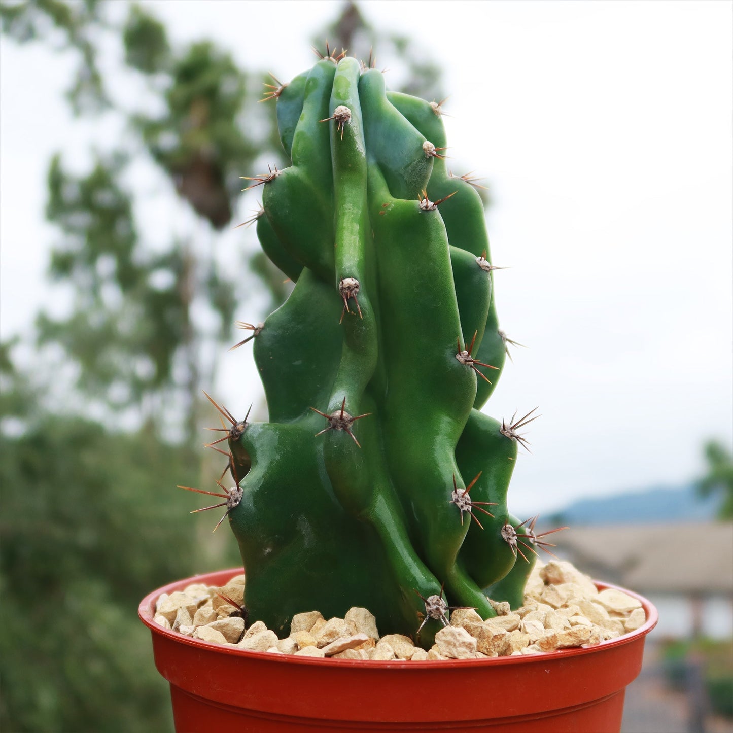 Monstrose Apple Cactus 'Cereus peruvianus monstrose'