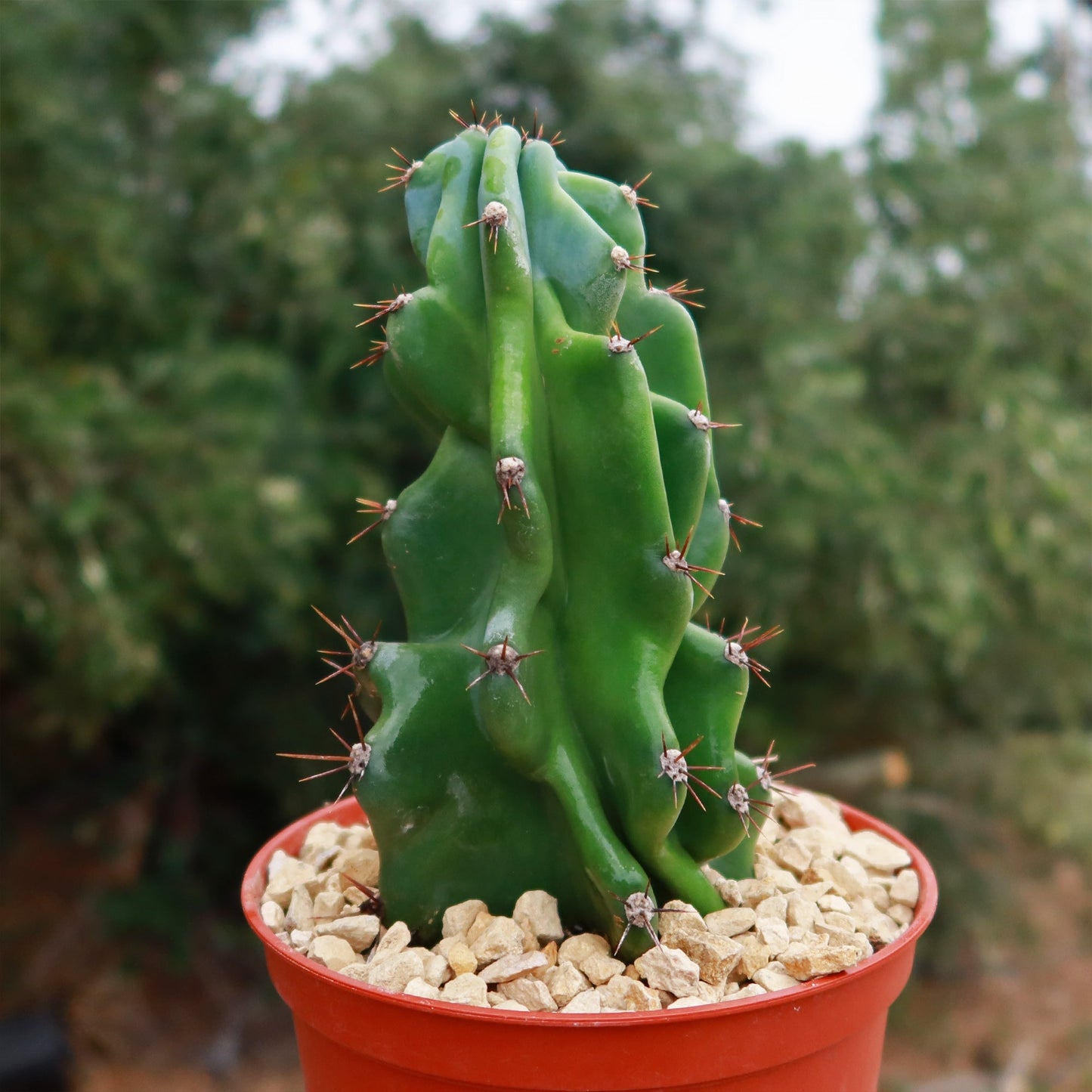 Monstrose Apple Cactus 'Cereus peruvianus monstrose'