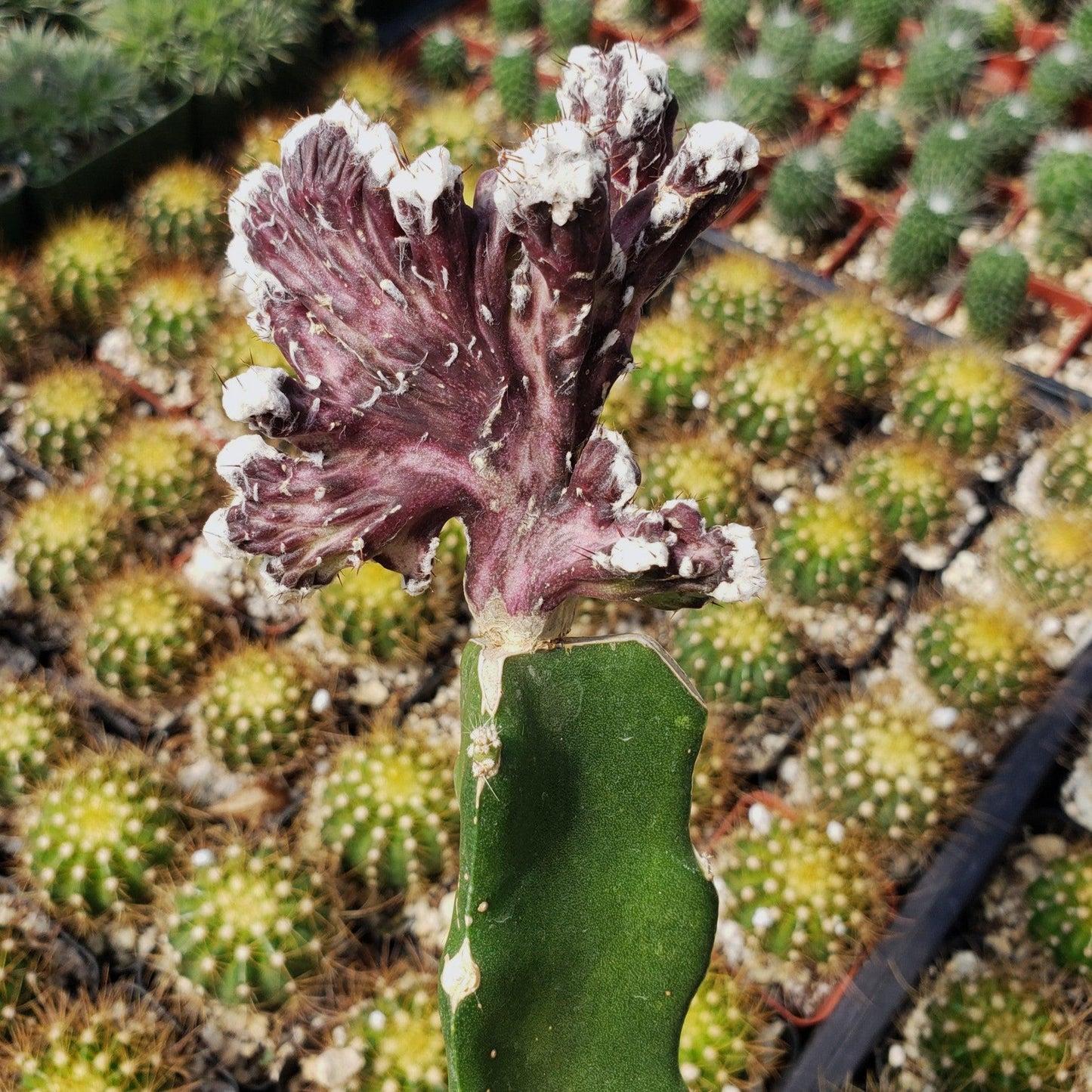 Monvilea spegazzini cristata grafted