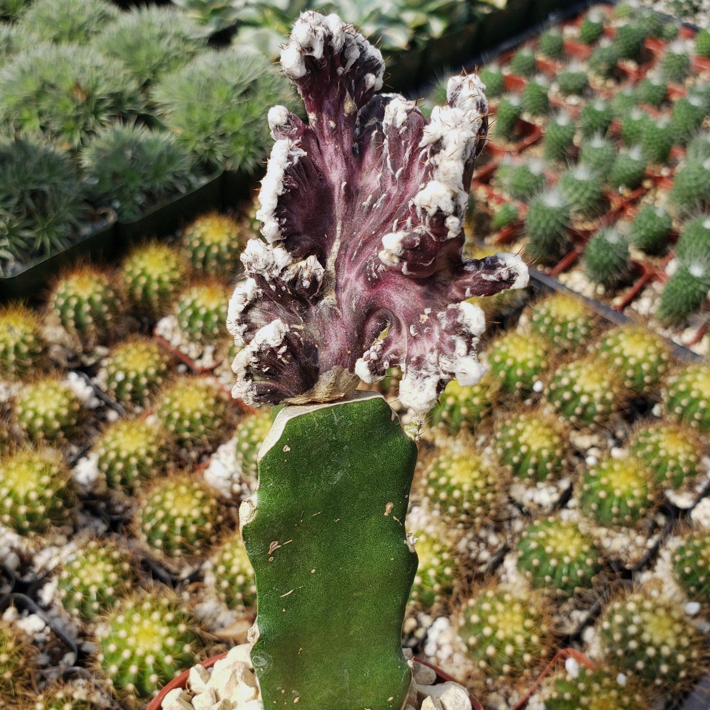Monvilea spegazzini cristata grafted