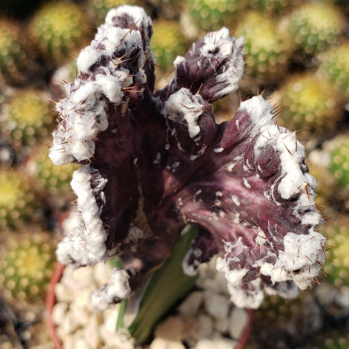 Monvilea spegazzini cristata grafted