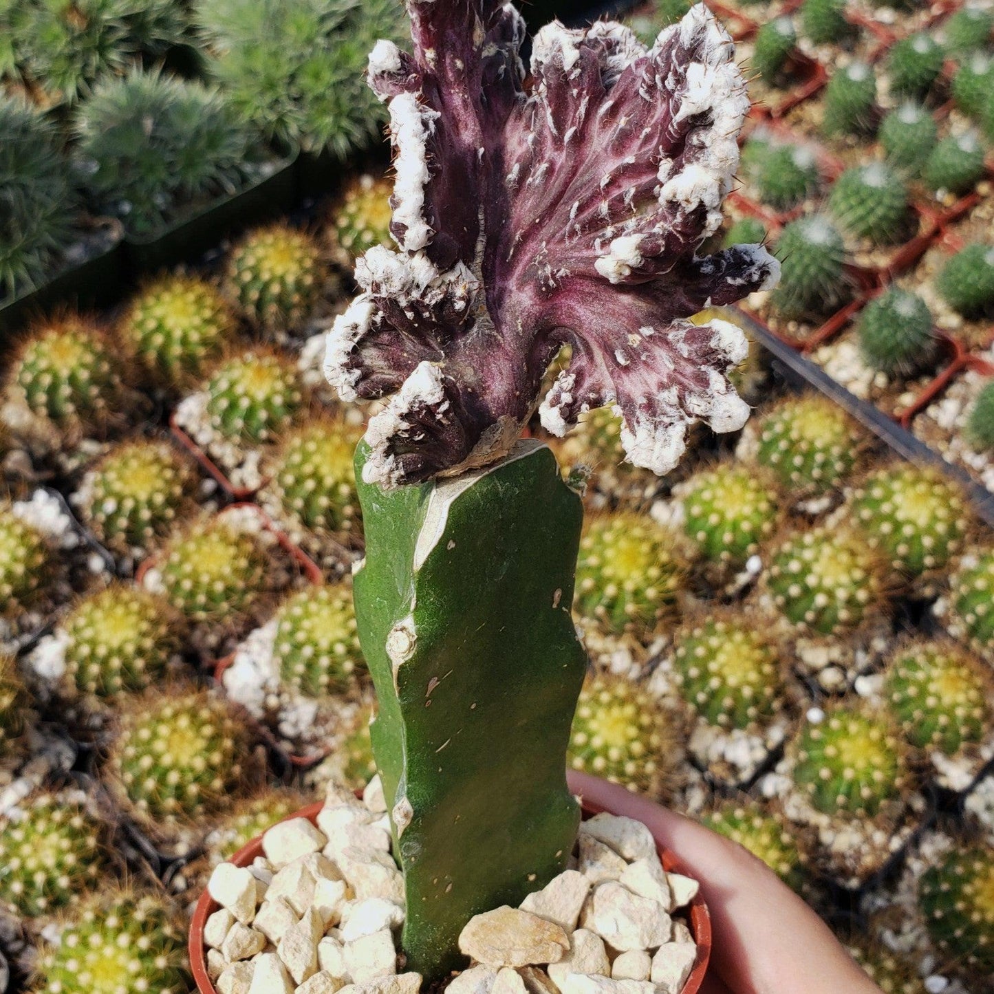 Monvilea spegazzini cristata grafted