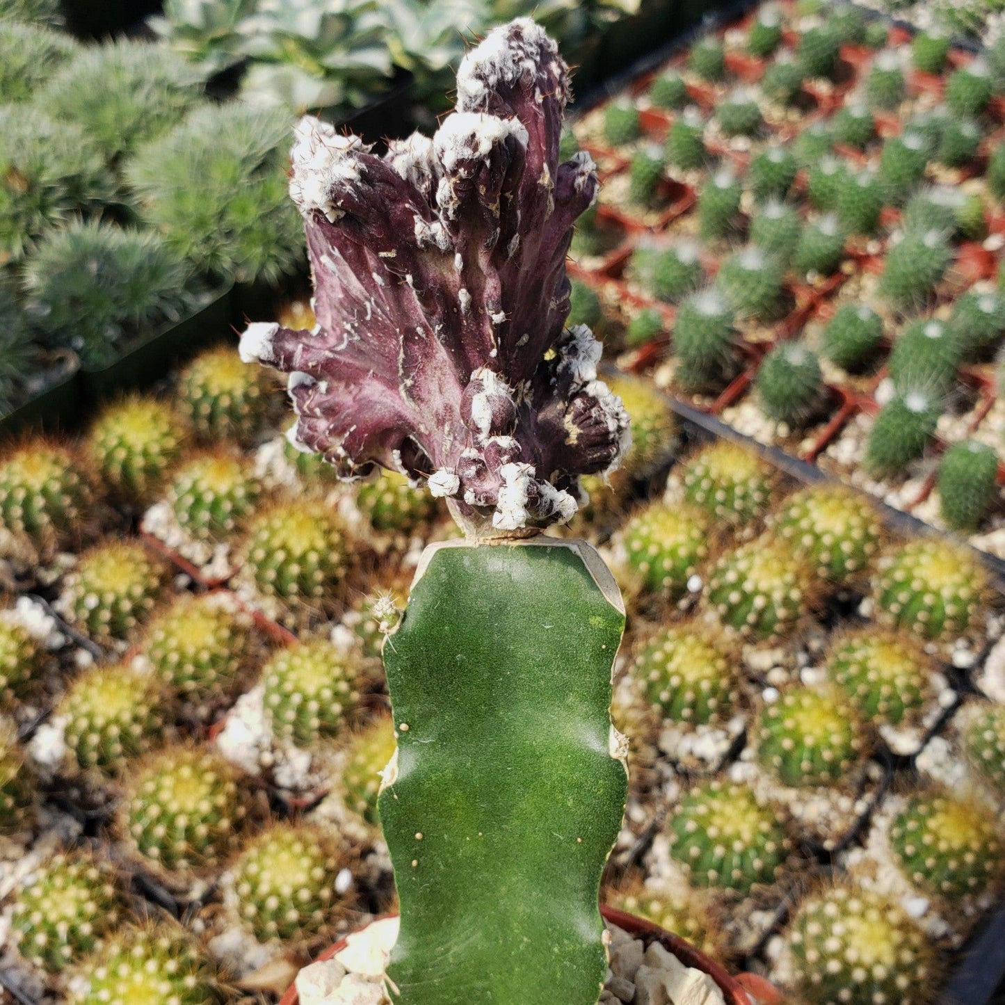 Monvilea spegazzini cristata grafted