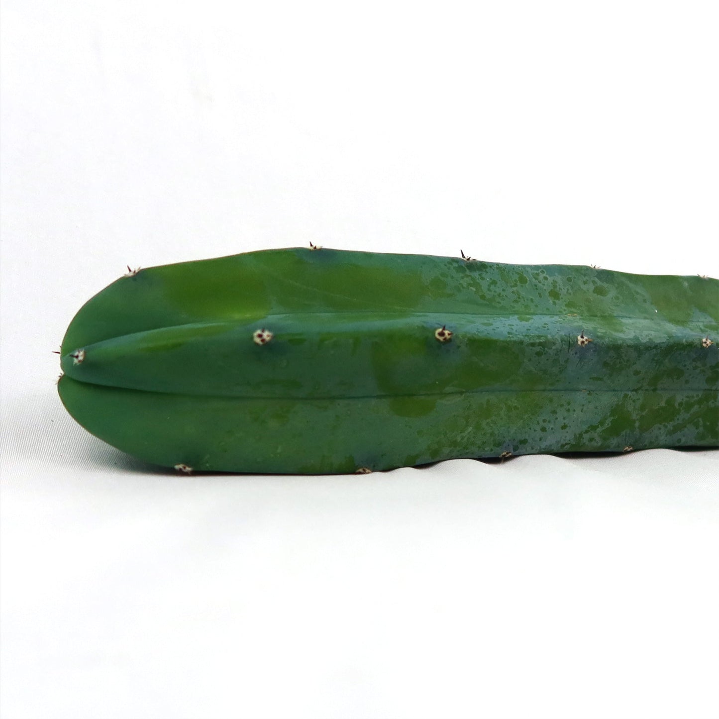 Myrtillocactus geometrizans Cutting