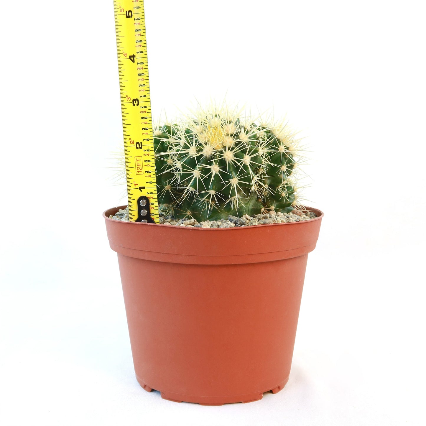 Multi-cluster Golden Barrel Cactus - Echinocactus grusonii