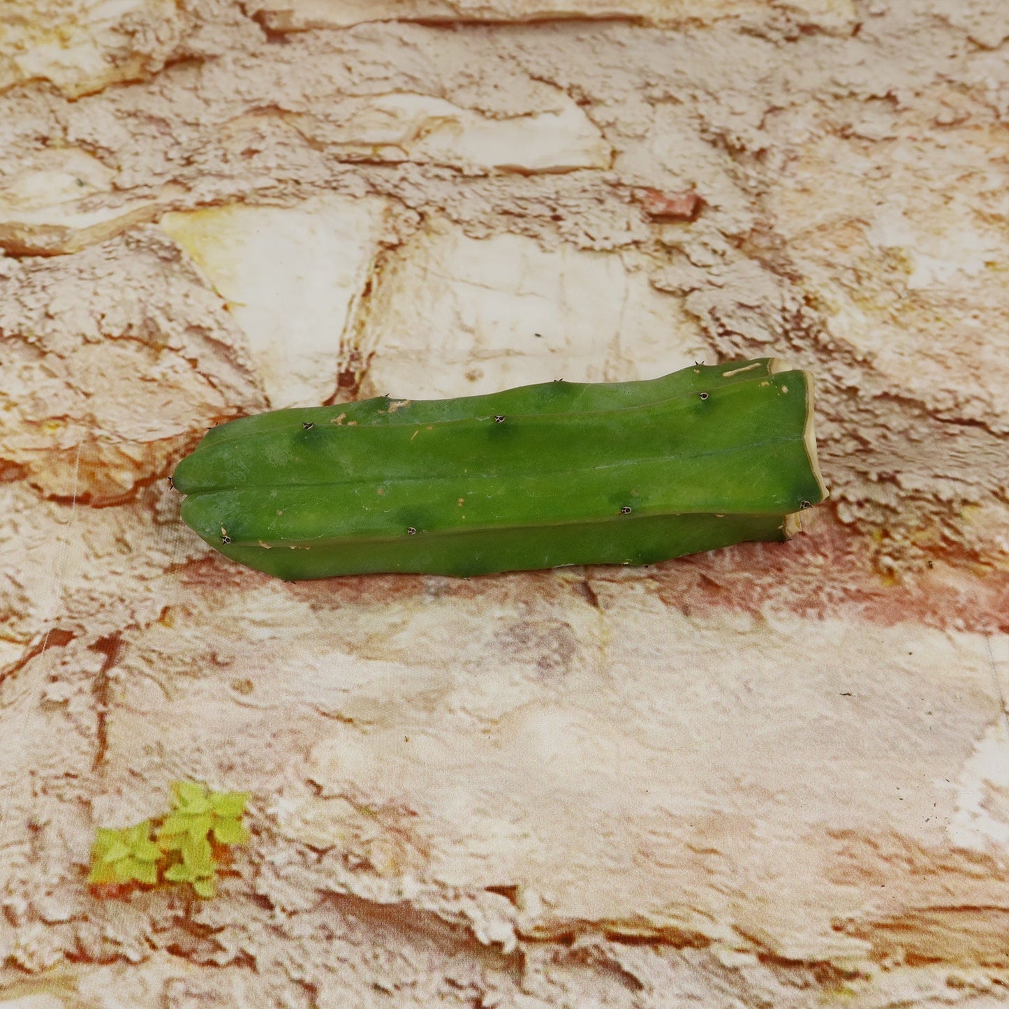 Myrtillocactus geometrizans Cutting
