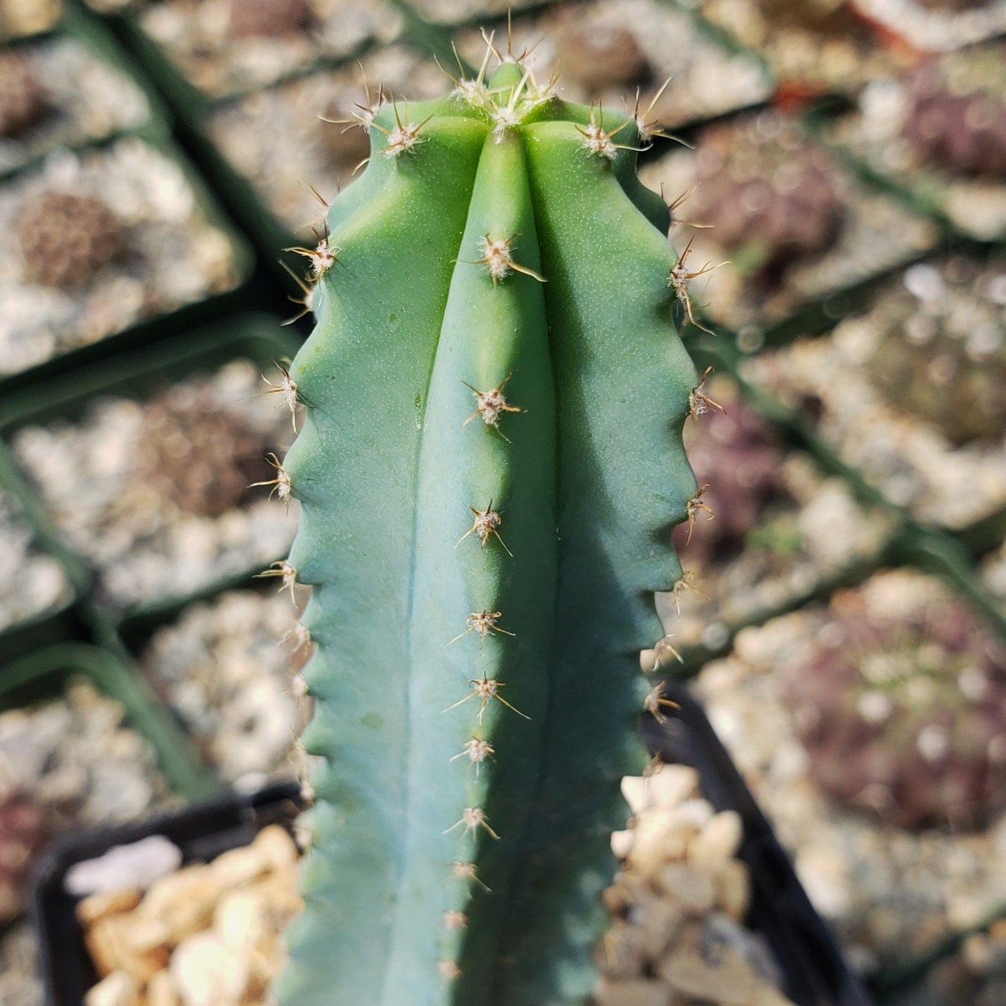 Myrtillocactus geometrizans elite