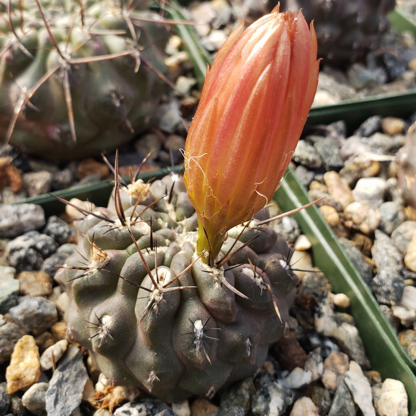 Neochilenia setosiflora