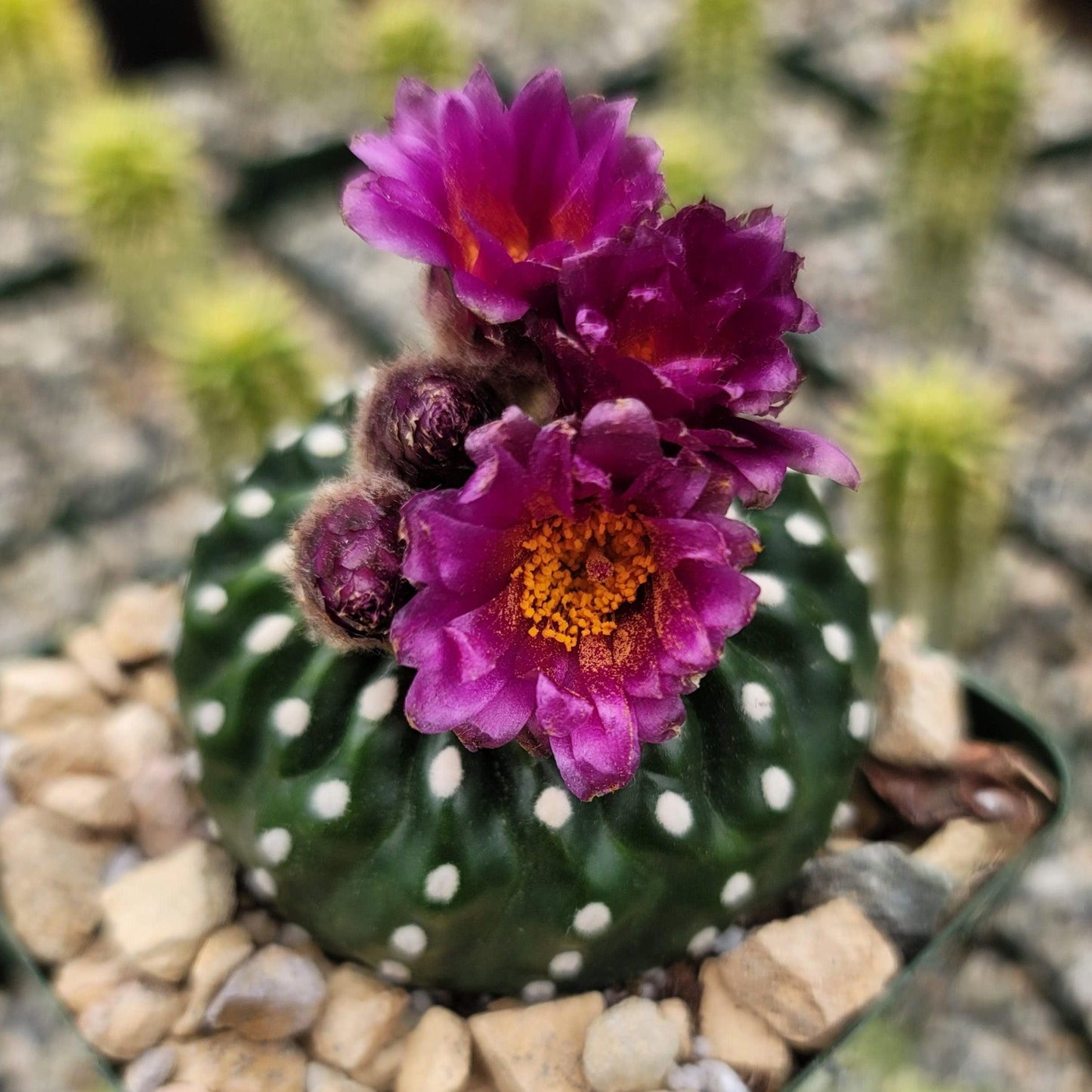 Notocactus Uebelmannianus Inermis