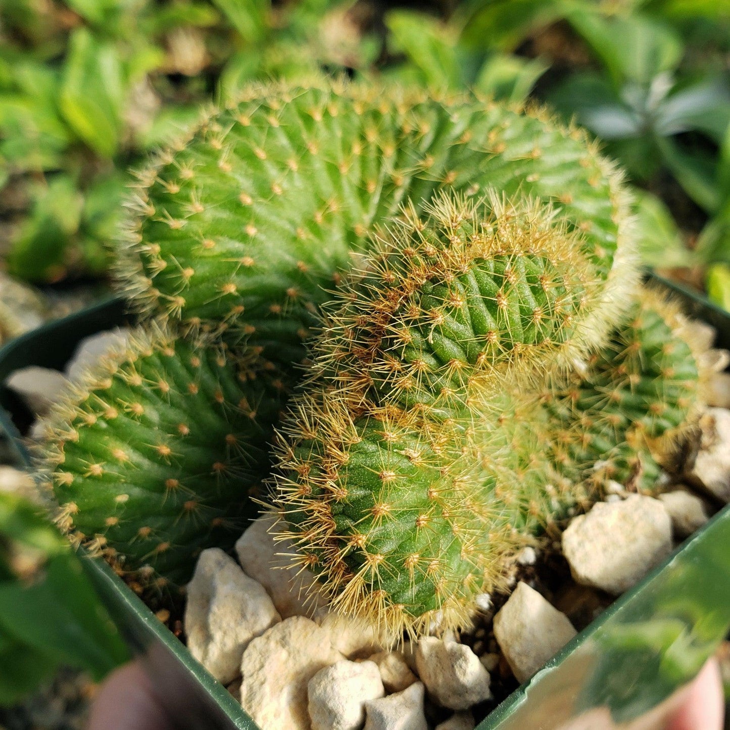 Nyctocereus serpentinus cristata