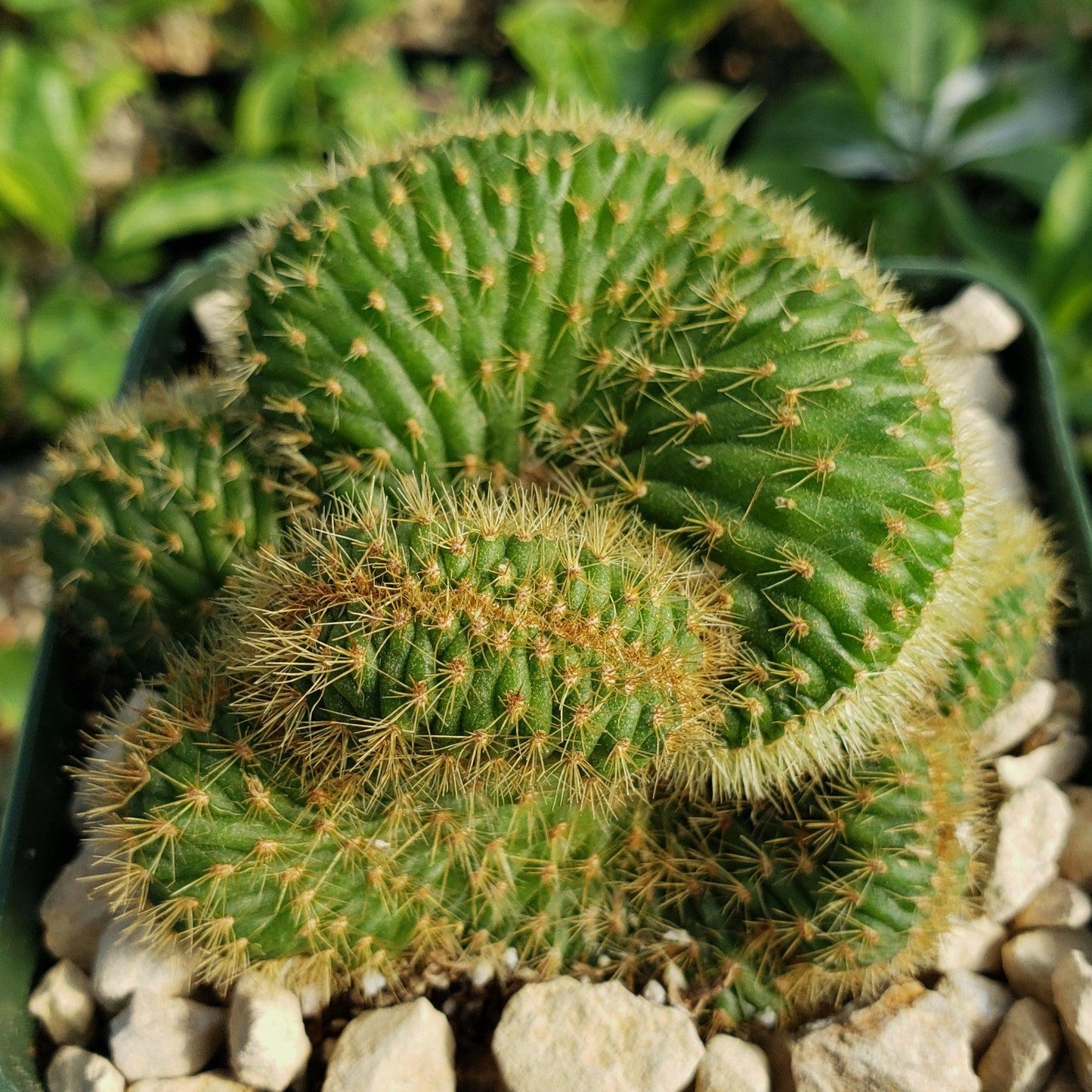 Nyctocereus serpentinus cristata