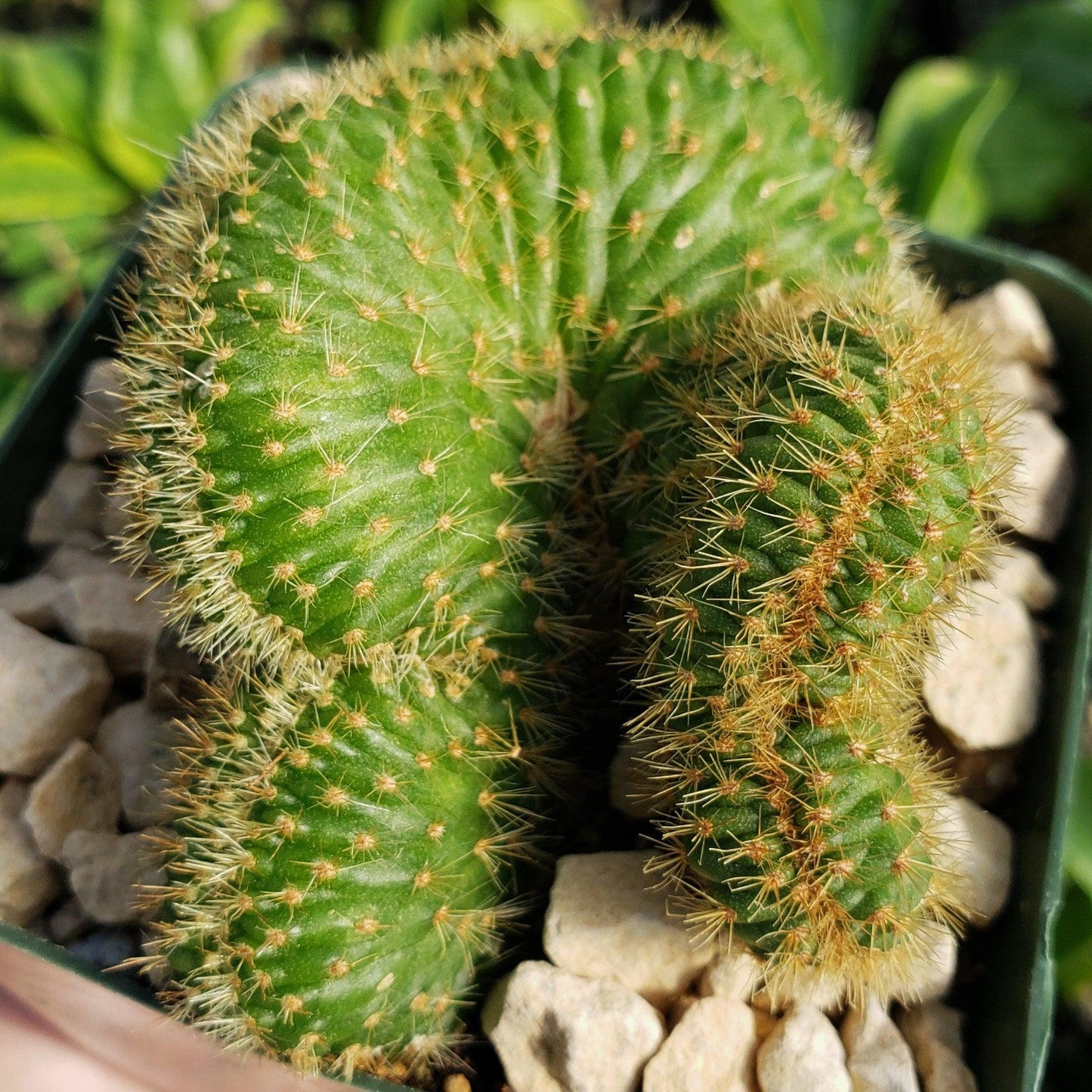 Nyctocereus serpentinus cristata