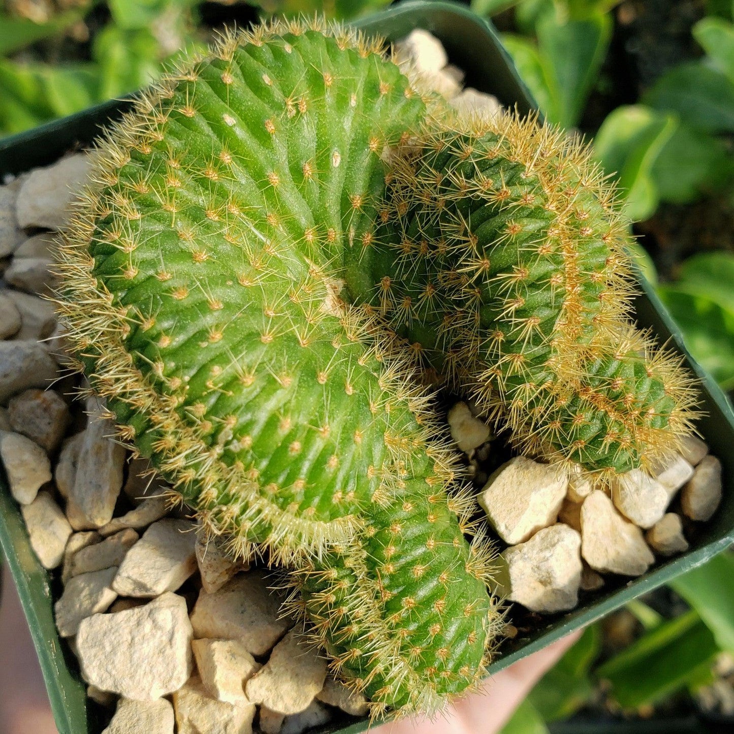 Nyctocereus serpentinus cristata