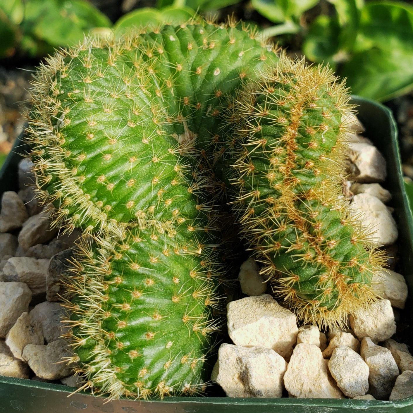 Nyctocereus serpentinus cristata