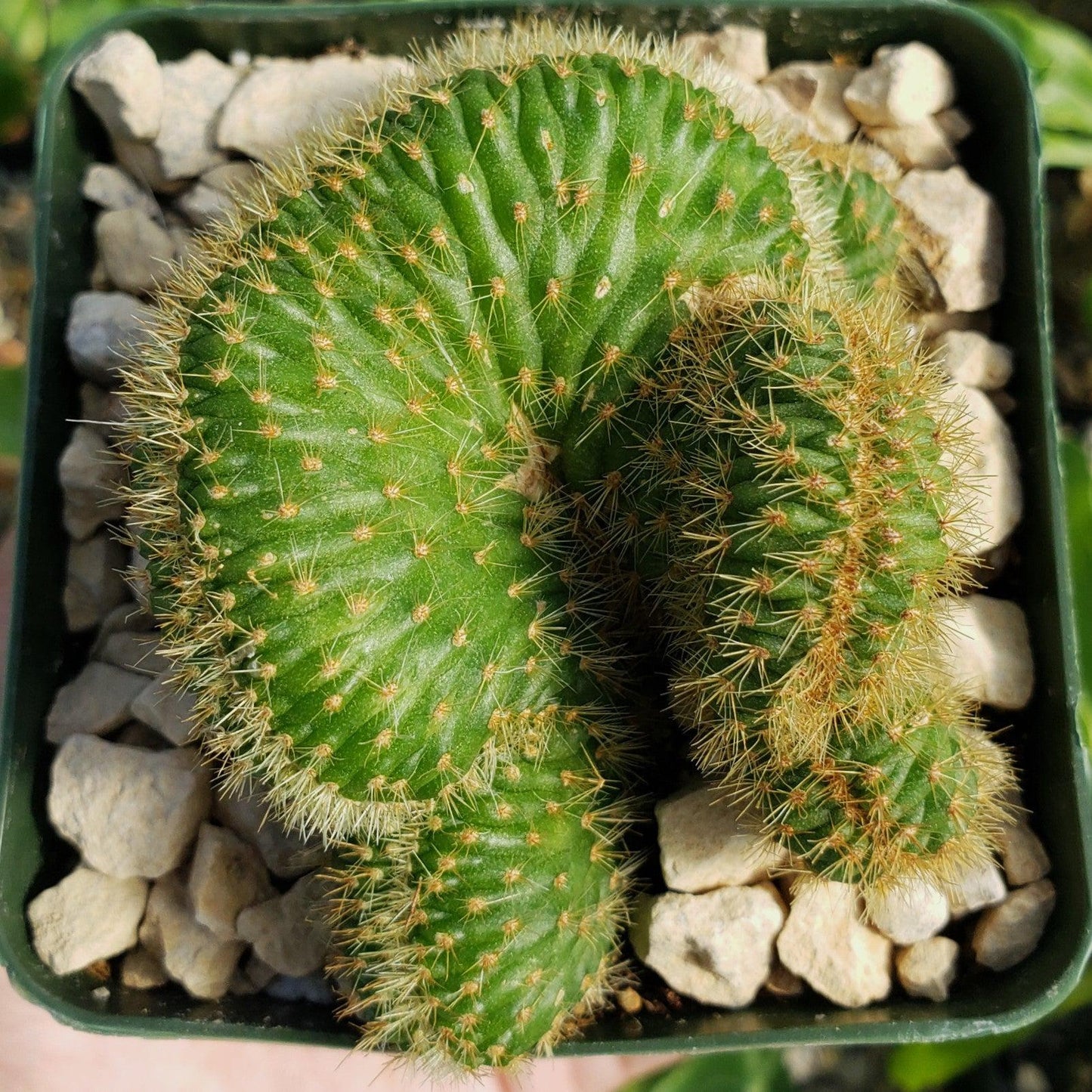Nyctocereus serpentinus cristata