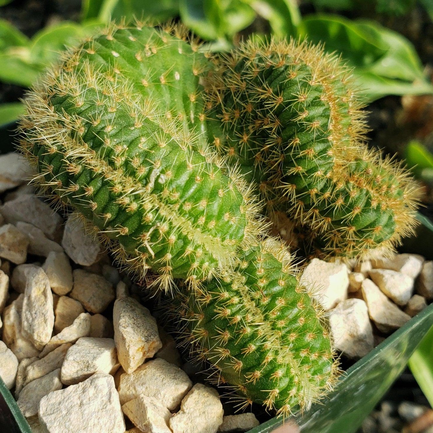 Nyctocereus serpentinus cristata