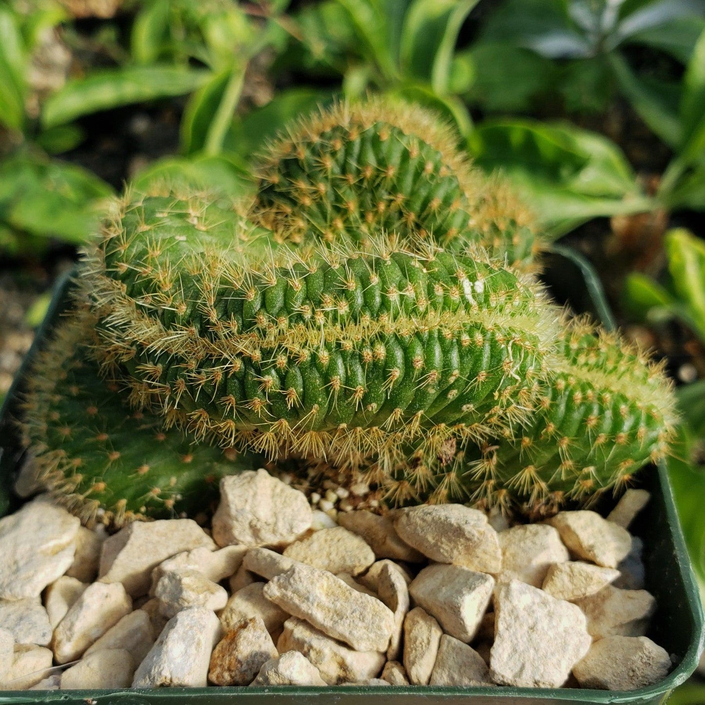 Nyctocereus serpentinus cristata