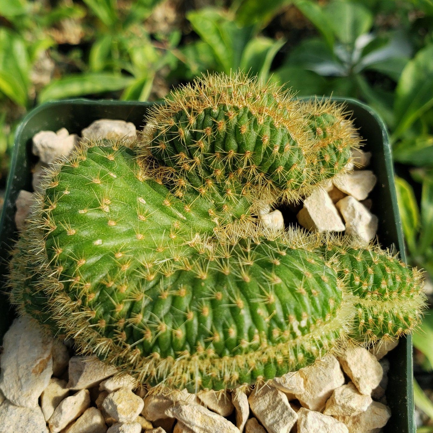 Nyctocereus serpentinus cristata