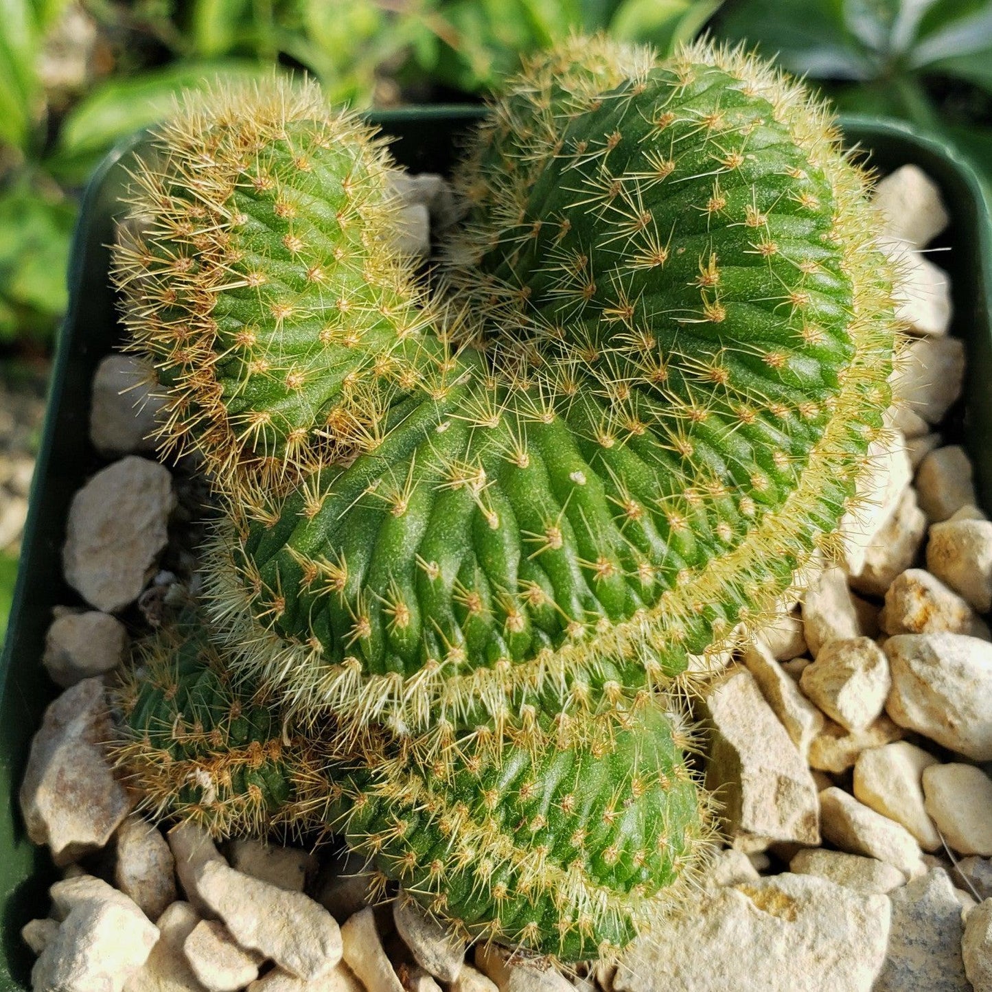 Nyctocereus serpentinus cristata