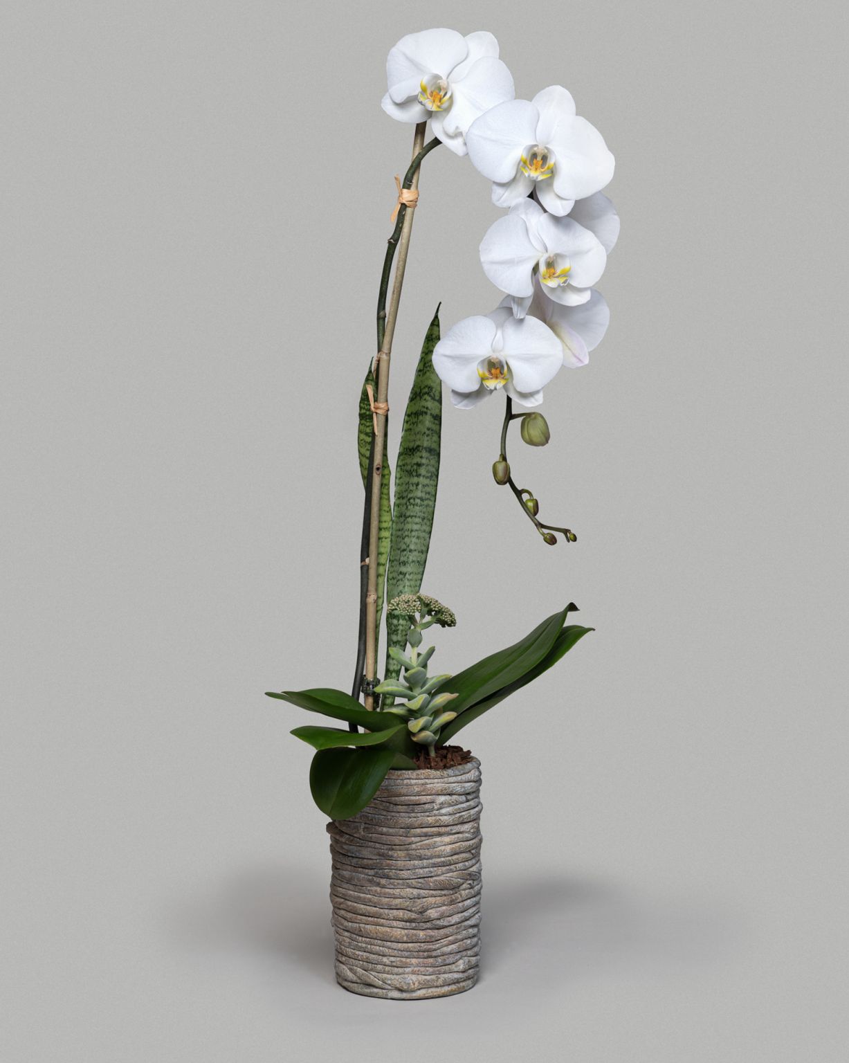 ARTHEN WHITE ORCHID
