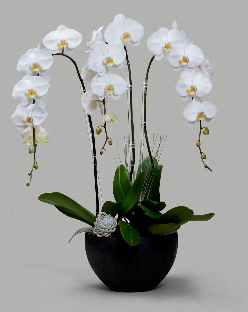 TRIPLE TUXEDO ORCHID