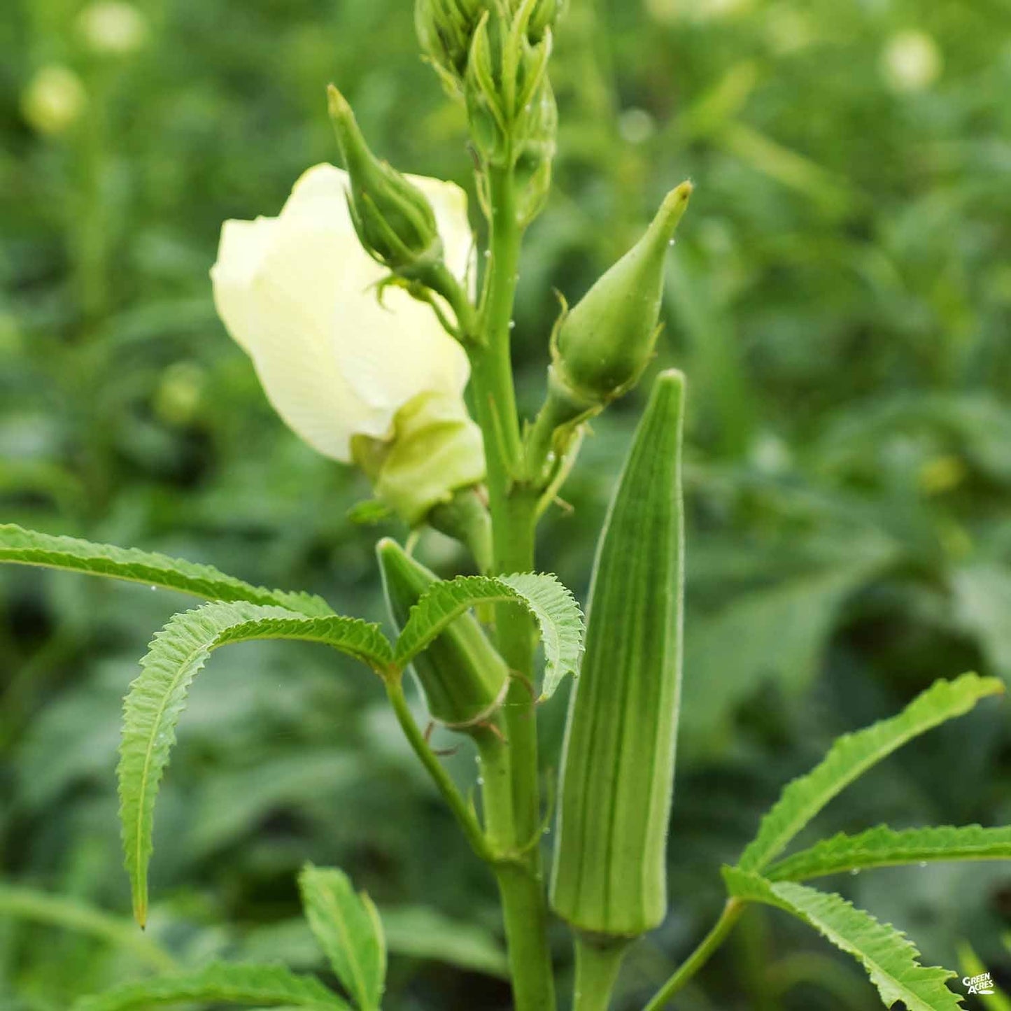 Okra 'Clemson Spineless'