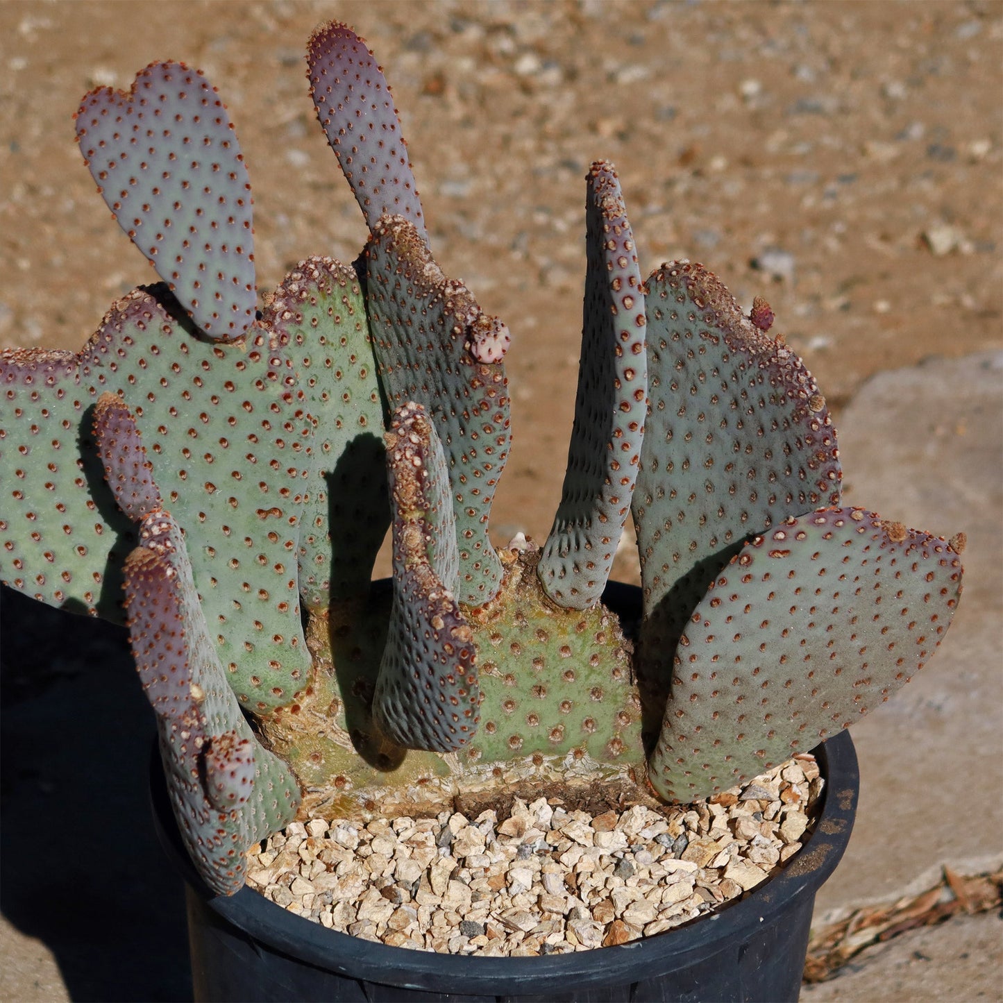 Beavertail Cactus 'Opuntia basilaris'