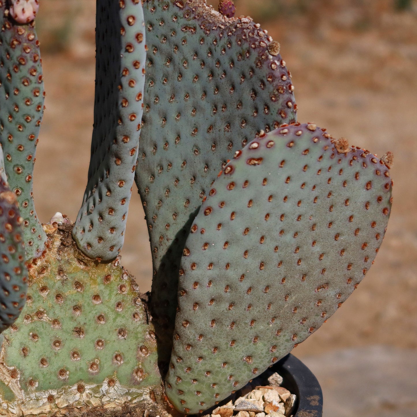 Beavertail Cactus 'Opuntia basilaris'