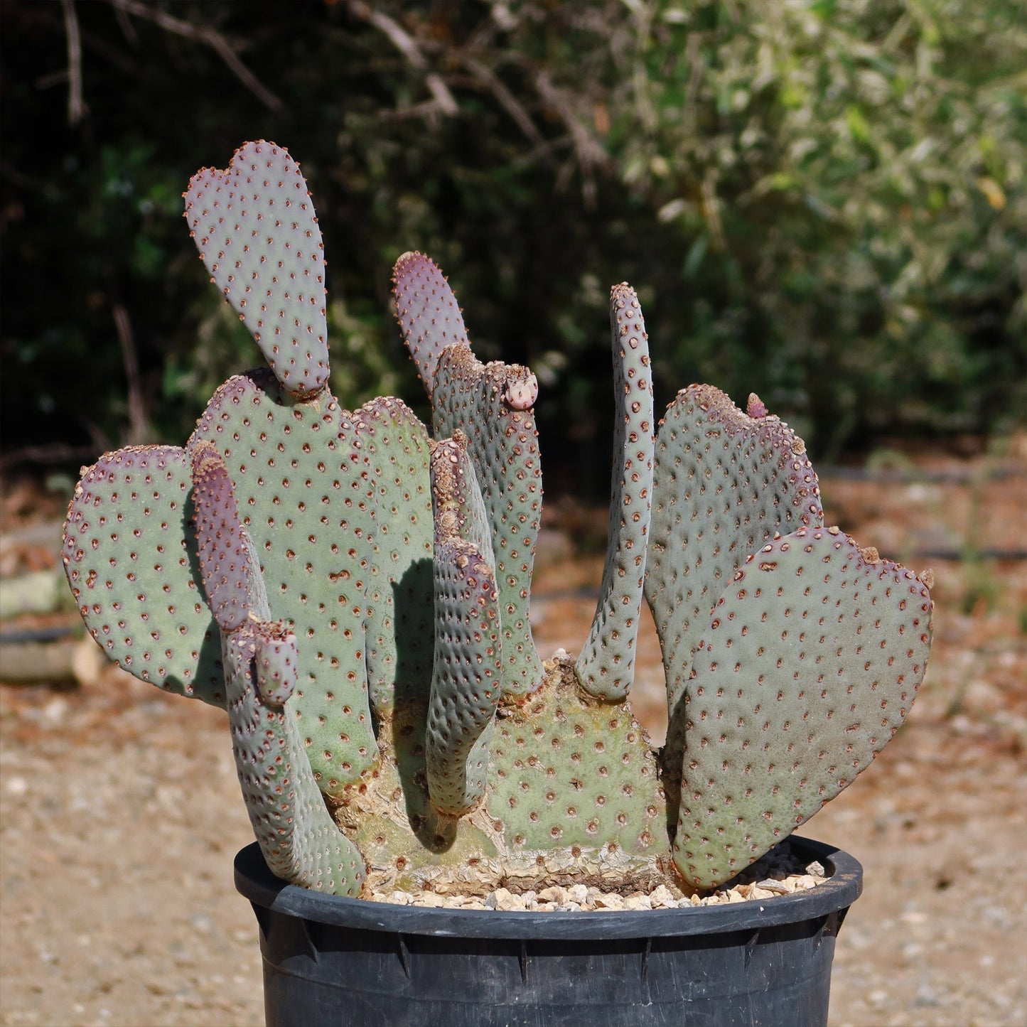 Beavertail Cactus 'Opuntia basilaris'
