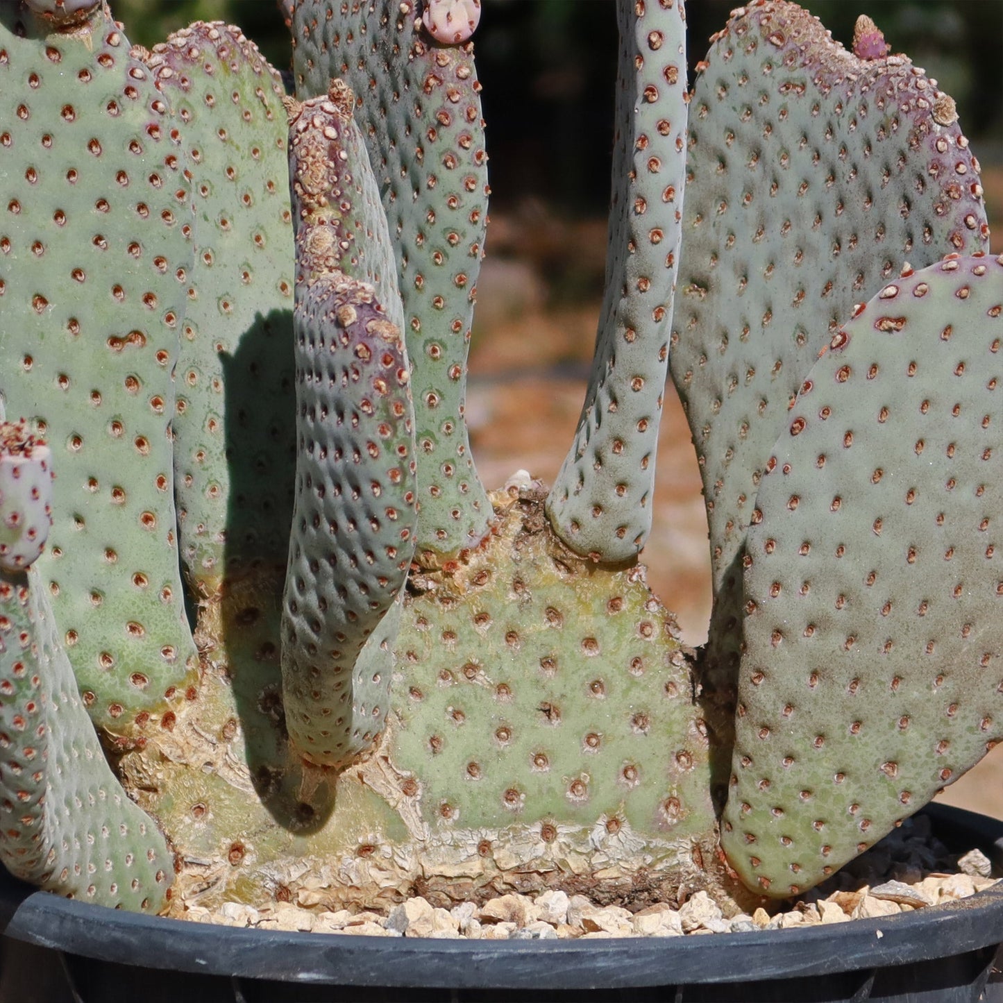 Beavertail Cactus 'Opuntia basilaris'